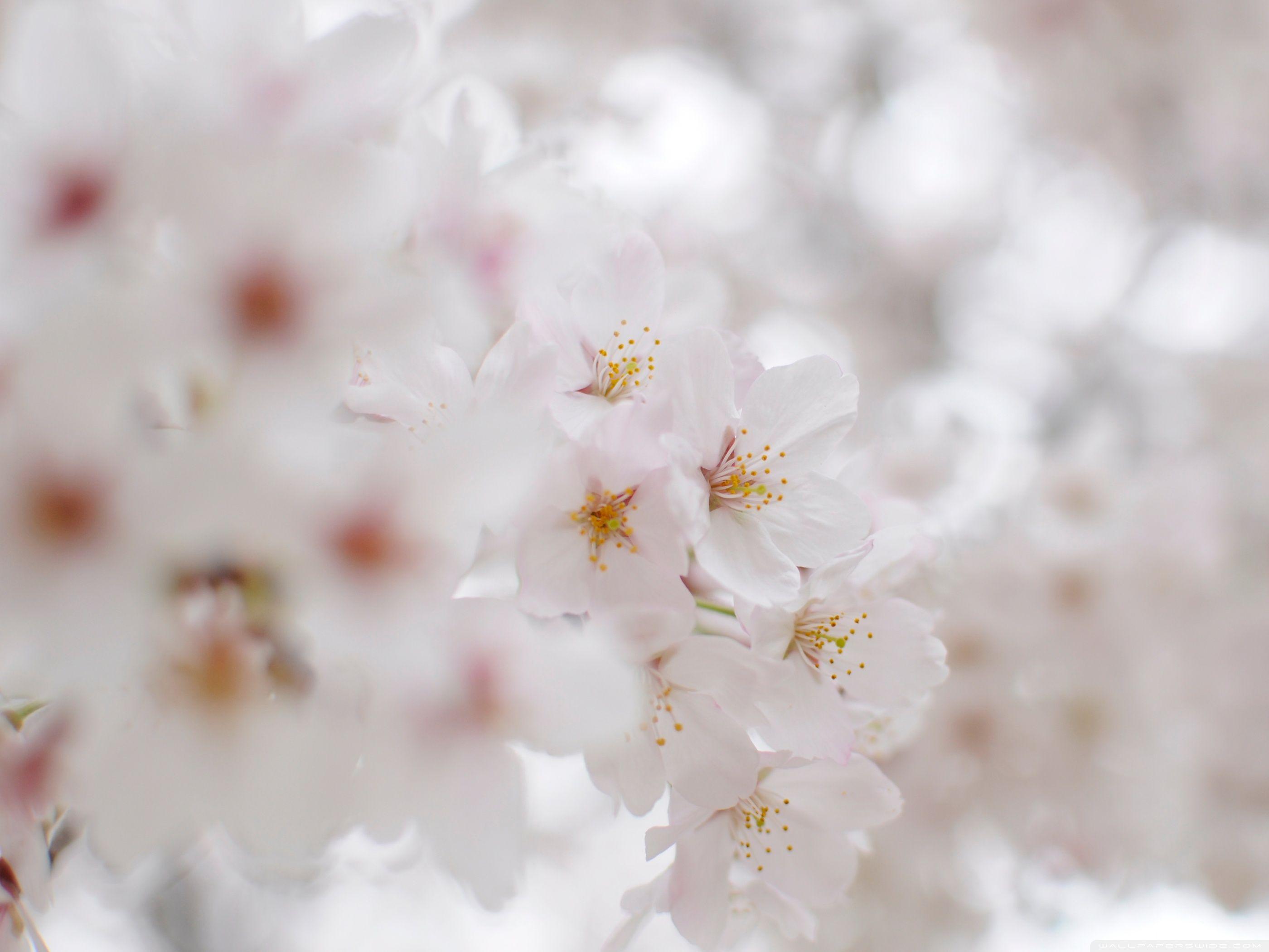 Aesthetic White Flower Wallpapers Top Free Aesthetic White Flower