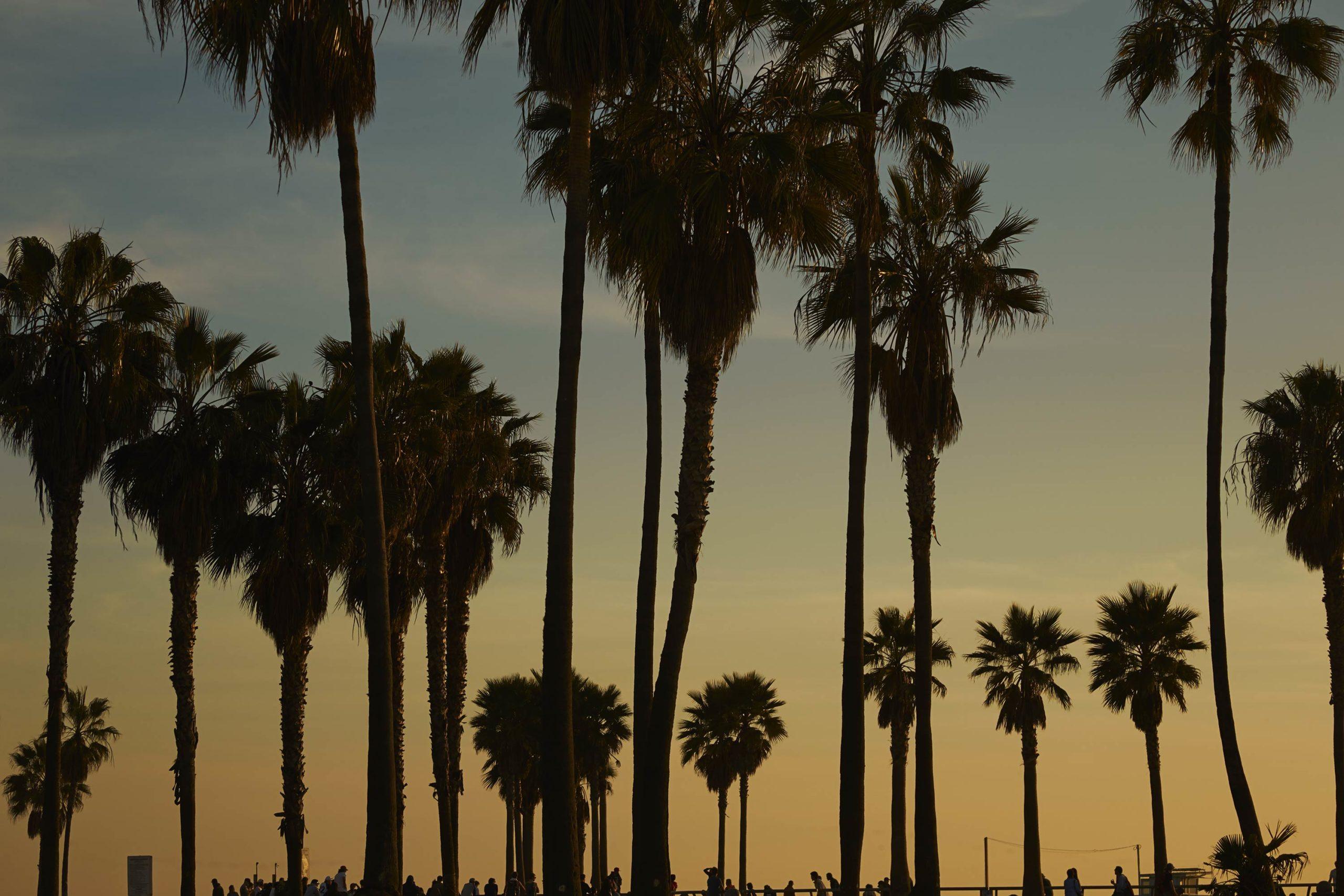 2560x1707 Palms Park, Venice Beach Dixon Art Photography
