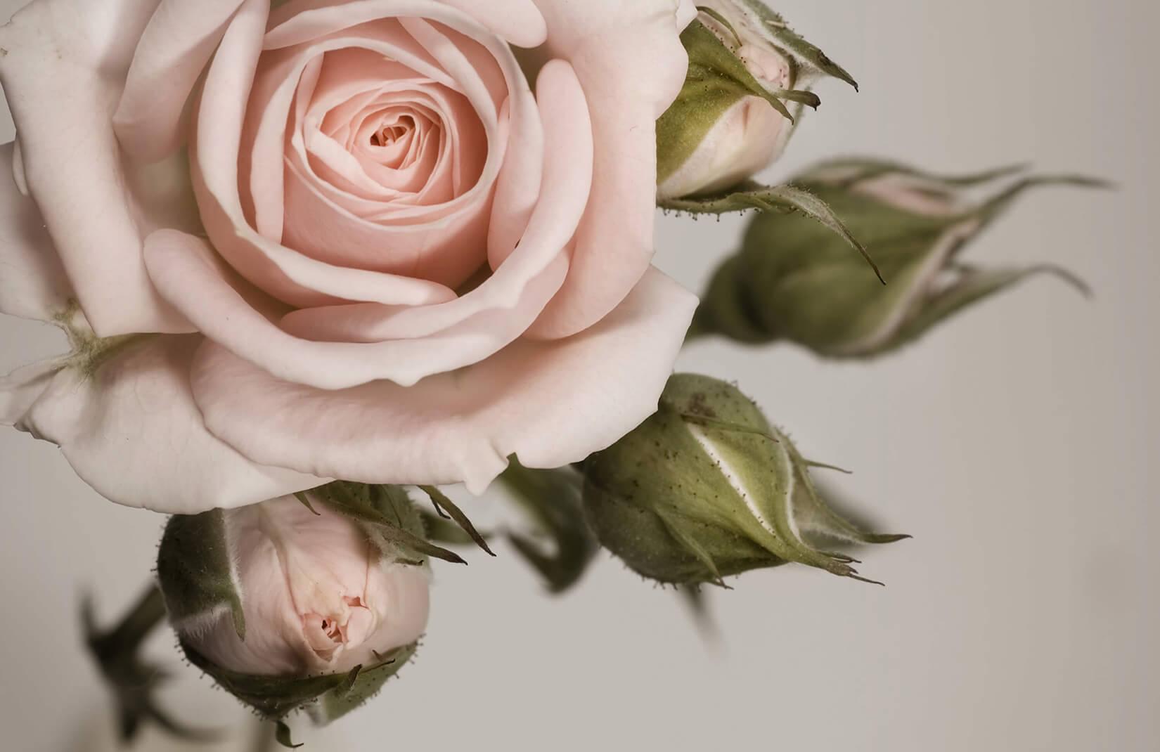 1650x1070 Elegant Pink Rose Petals Wallpaper Mural