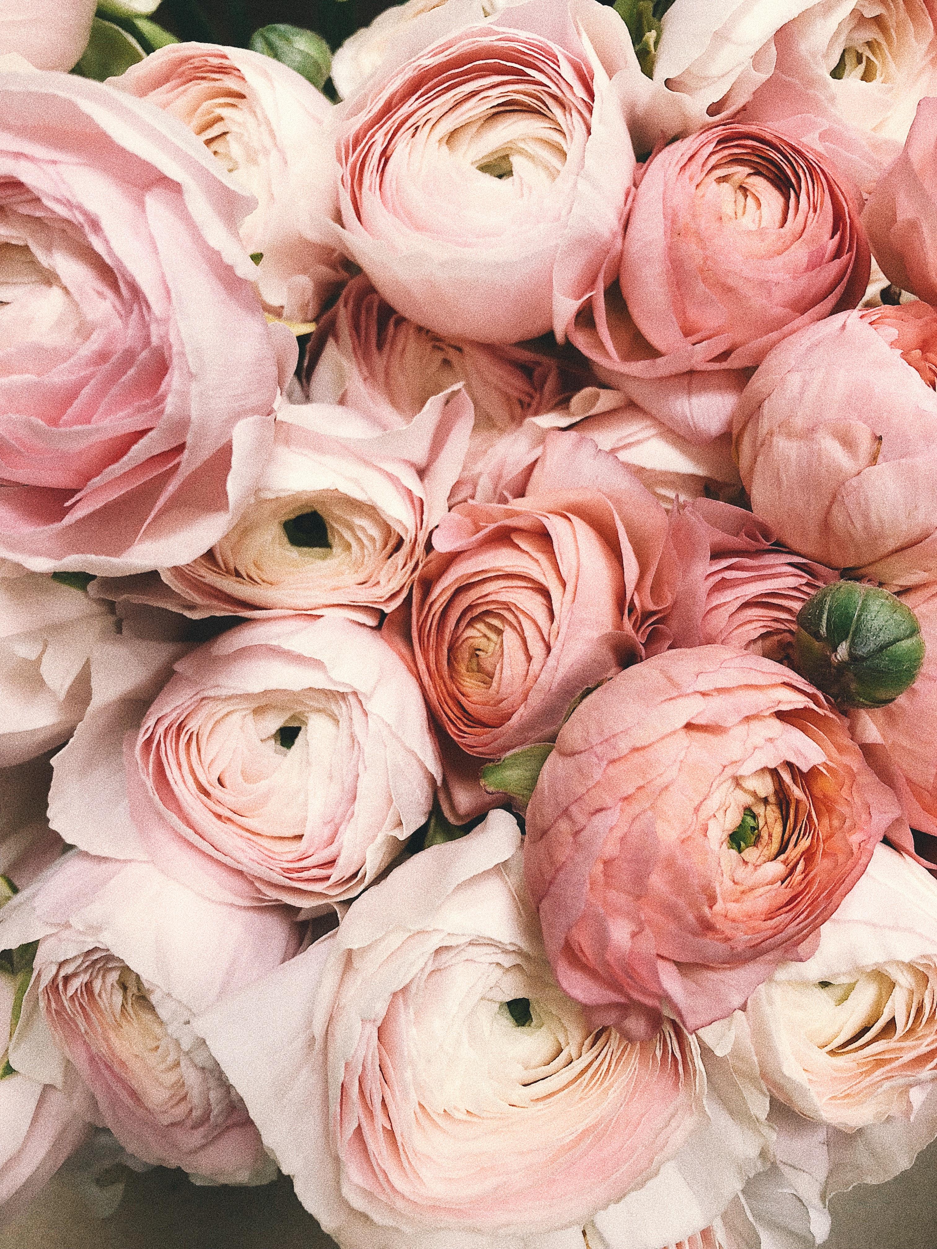 3024x4032 Close Up Photograph Of Flowers · Free
