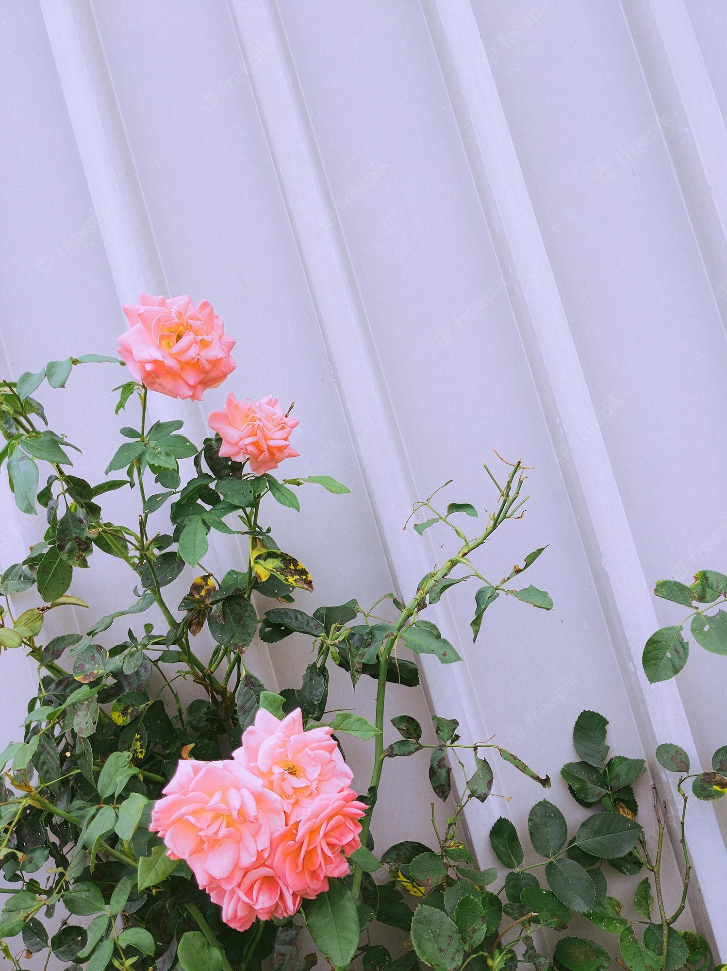 1498x2000 Premium Photo. Stylish flowers wallpaper roses and grey wall texture minimalist aesthetic