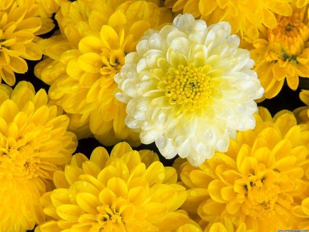 1024x768 FREE Flower Background in PSD