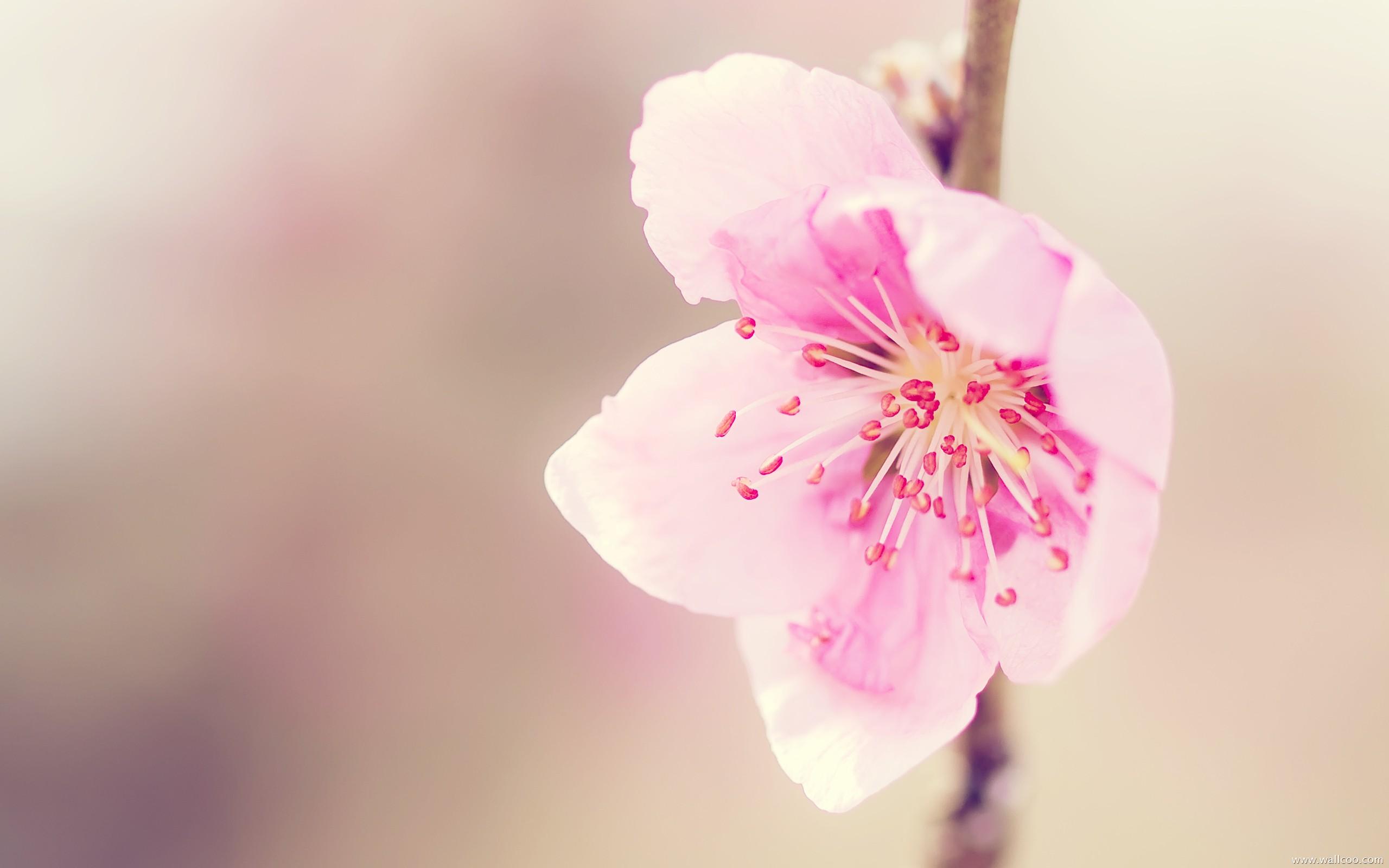 2560x1600 Free download HD Elegant Flower photography Dreamy Sweet Wildflowers [2560x1600] for your Desktop, Mobile & Tablet. Explore Peaceful Flowers Wallpaper. Peaceful Desktop Background, Peaceful Desktop Wallpaper, Peaceful Picture for Wallpaper