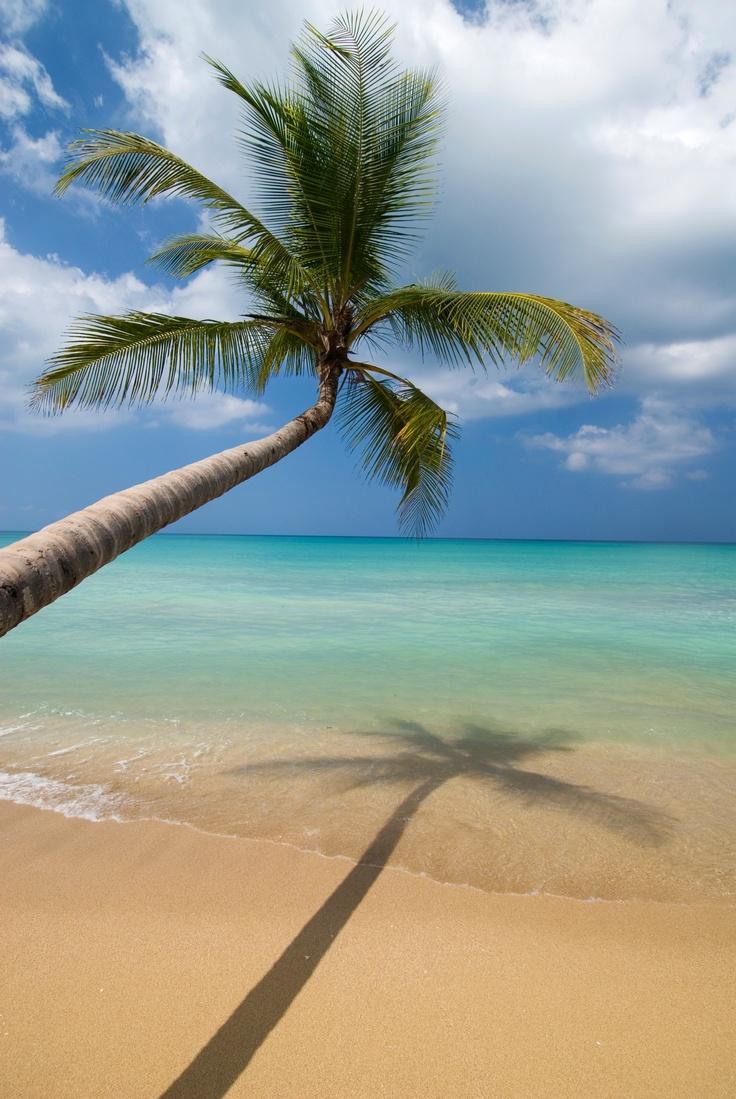 736x1099 Palm tree shadow at north east coast of Dominican Republic. Beach wallpaper, Beach, Colonial beach