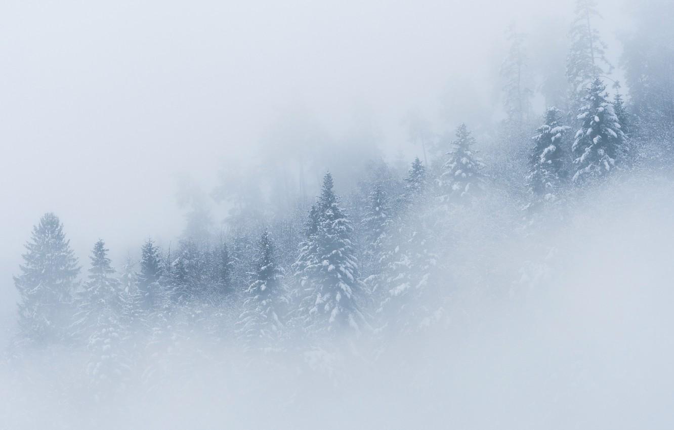 1332x850 Wallpaper winter, forest, snow, trees, fog, spruce image for desktop, section природа