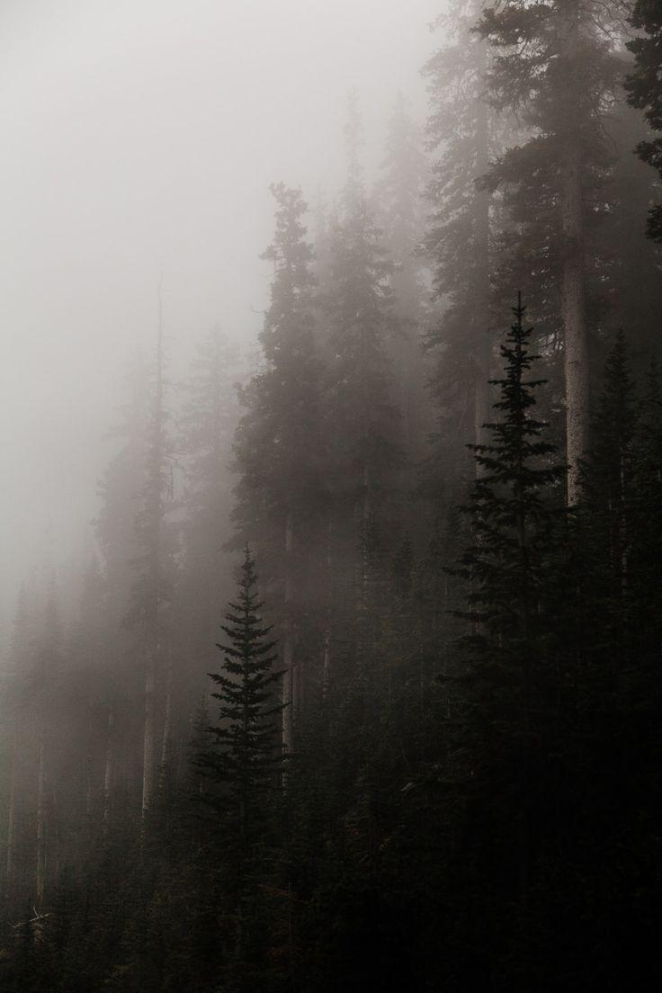 736x1104 forest covered in fog. Foggy forest, Dark naturalism, Forest