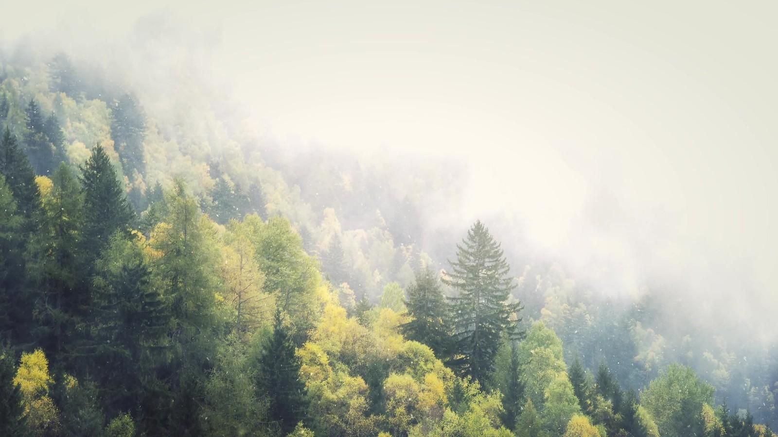 1600x900 Foggy Snow Winter Forest 4K Live Wallpaper. Winter is the c