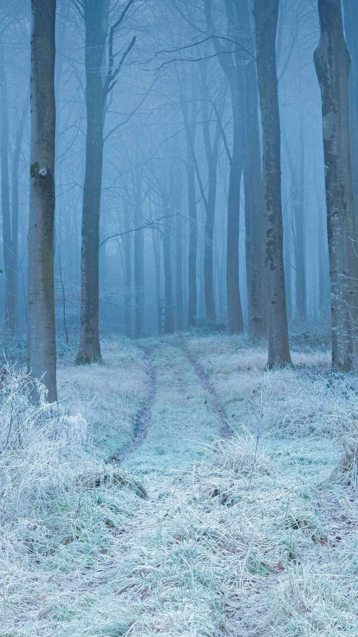 1242x2208 Winter Wallpaper 4K, Forest, Frost, Mist, Nature