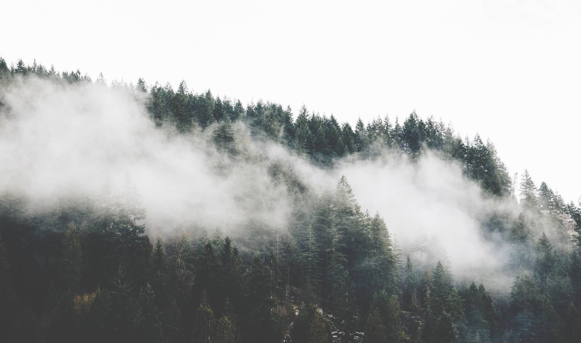 1920x1133 Free Foggy Forest Wallpaper Downloads, Foggy Forest Wallpaper for FREE