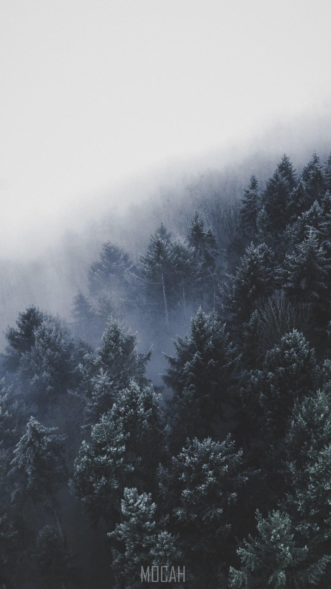 1080x1920 fog seeps into forest of trees in winter, foggy germany, Samsung Galaxy C7 Pro background hd, 1080x1920 Gallery HD Wallpaper