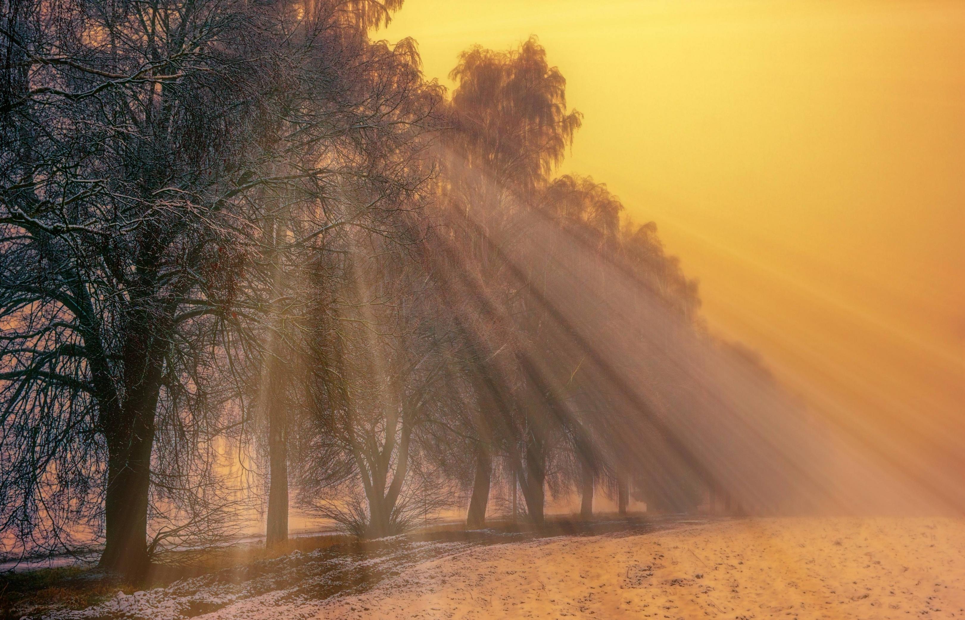 3241x2082 Foggy Trees Winter, HD Nature, 4k Wallpaper, Image, Background, Photo and Picture