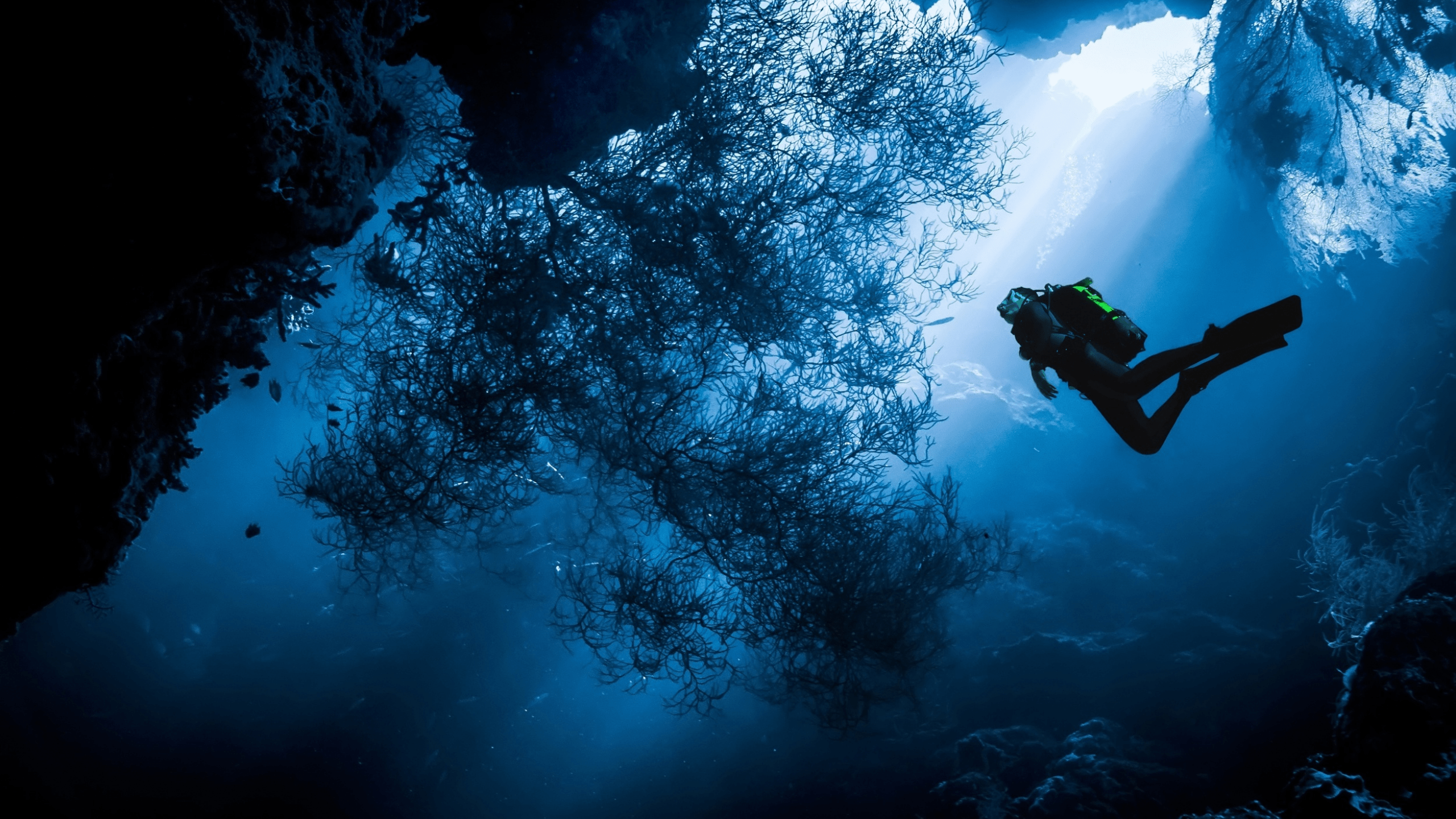 2560x1440 Download 2560x1440 water, sea, diving, diver, underwater, nature, cave diving Wallpaper