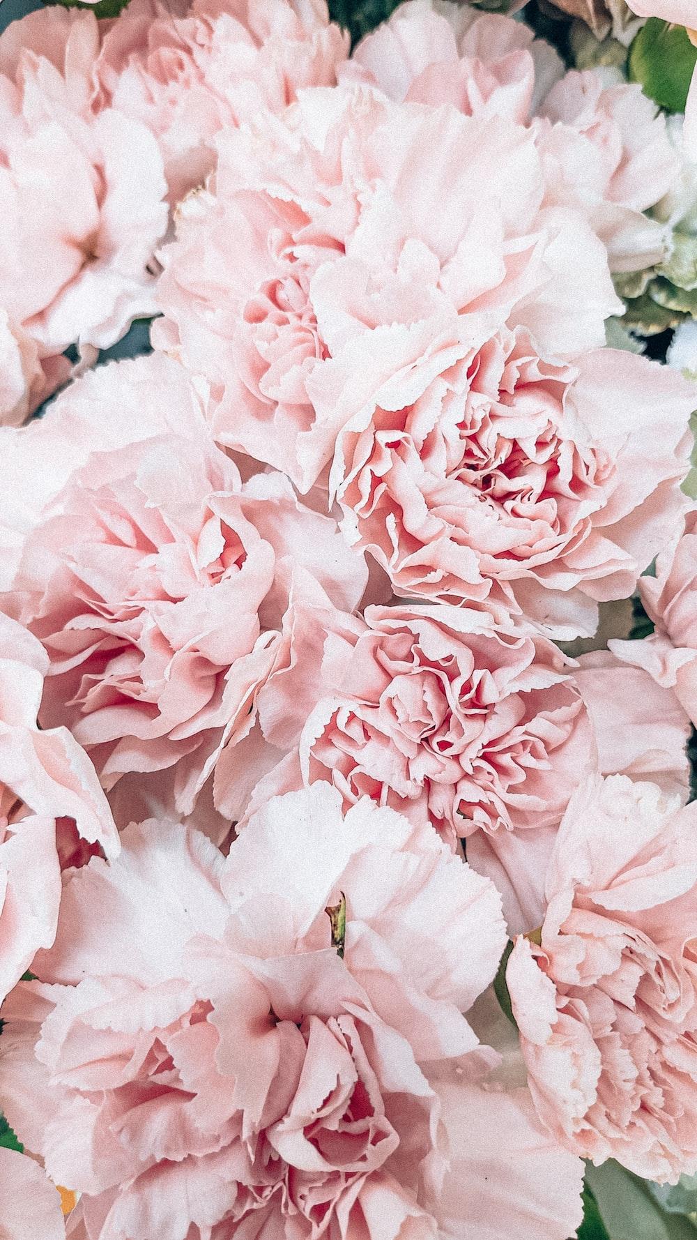1000x1778 Blush Pink Picture. Download Free Image
