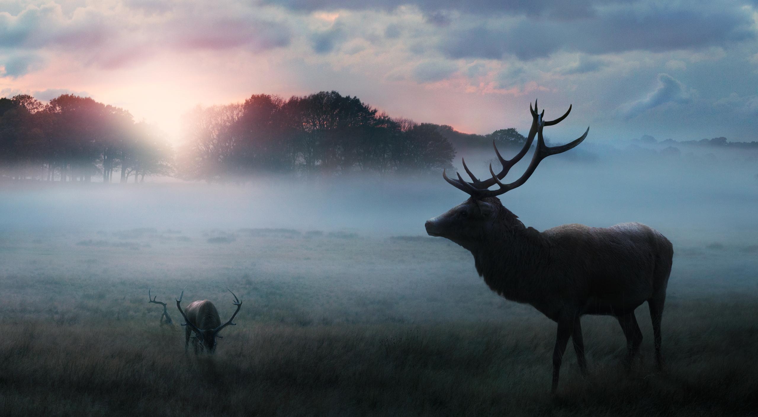 2560x1410 Deer, Morning, Sunrise, Winter, Fog, Forest Gallery HD Wallpaper