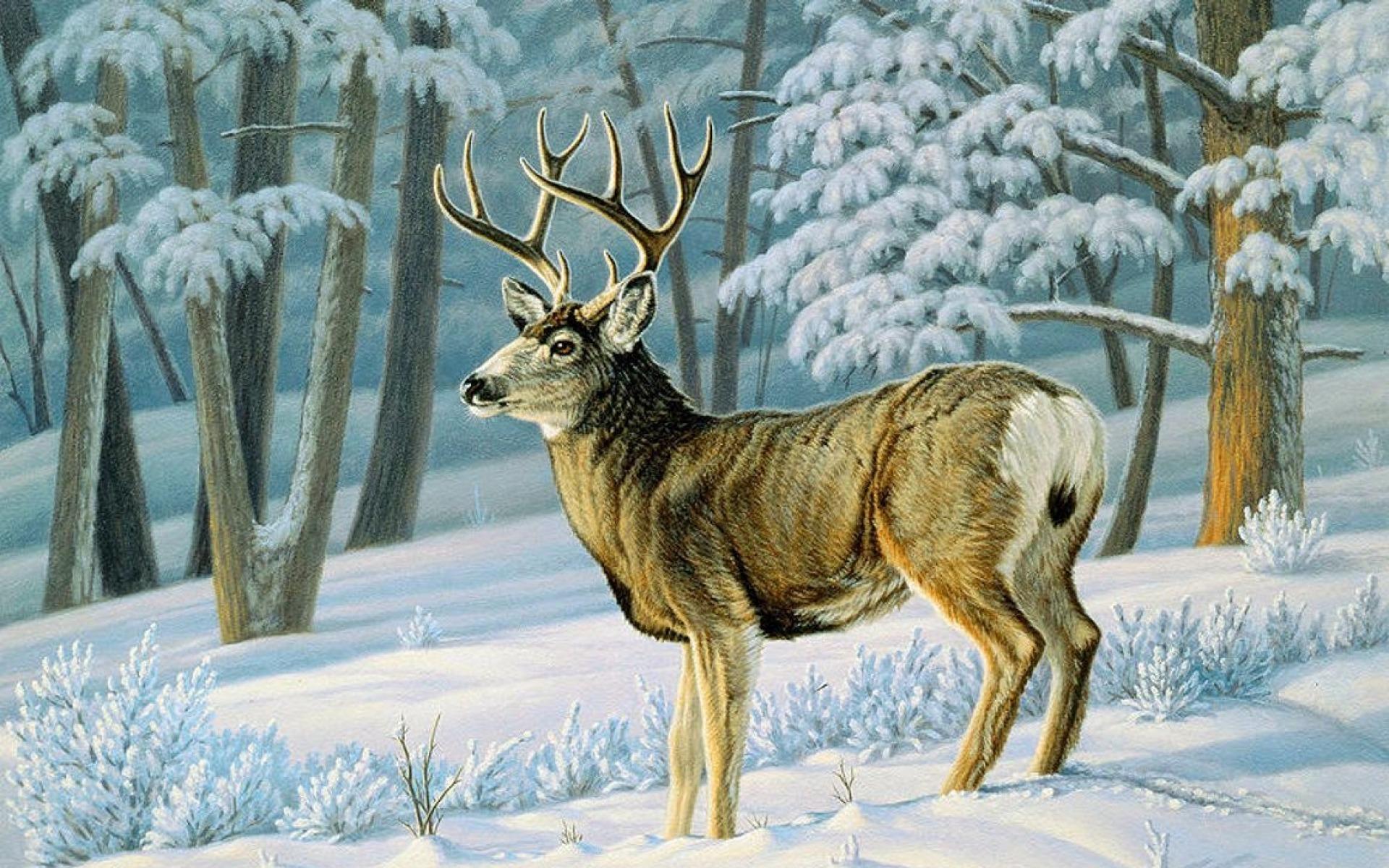 1920x1200 Winter Forest Cute Deer Slope wallpaper. Winter Forest Cute Deer Slope