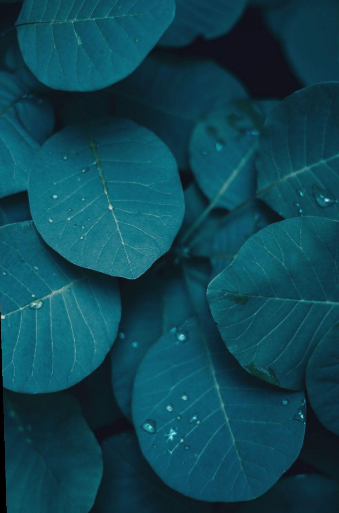 1168x1765 Teal Green Wallpaper