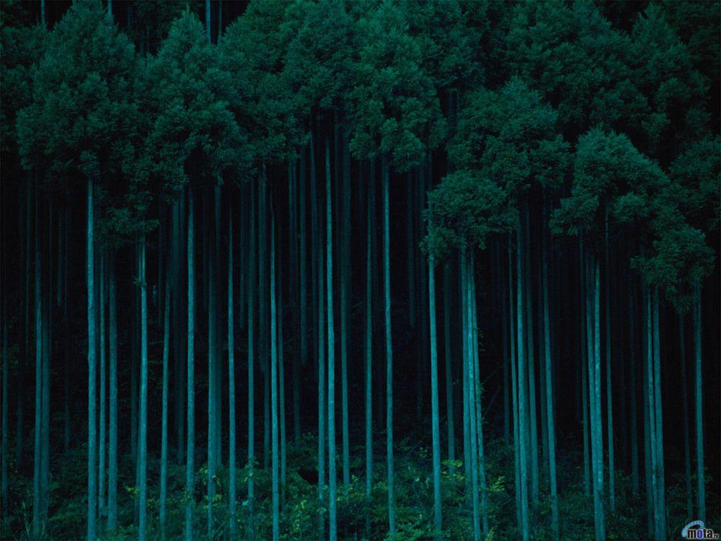 1024x768 Nature Teal Green Wallpaper and Picture. Imageize: 298 kilobyte. Tree desktop wallpaper, Forest photo, Nature