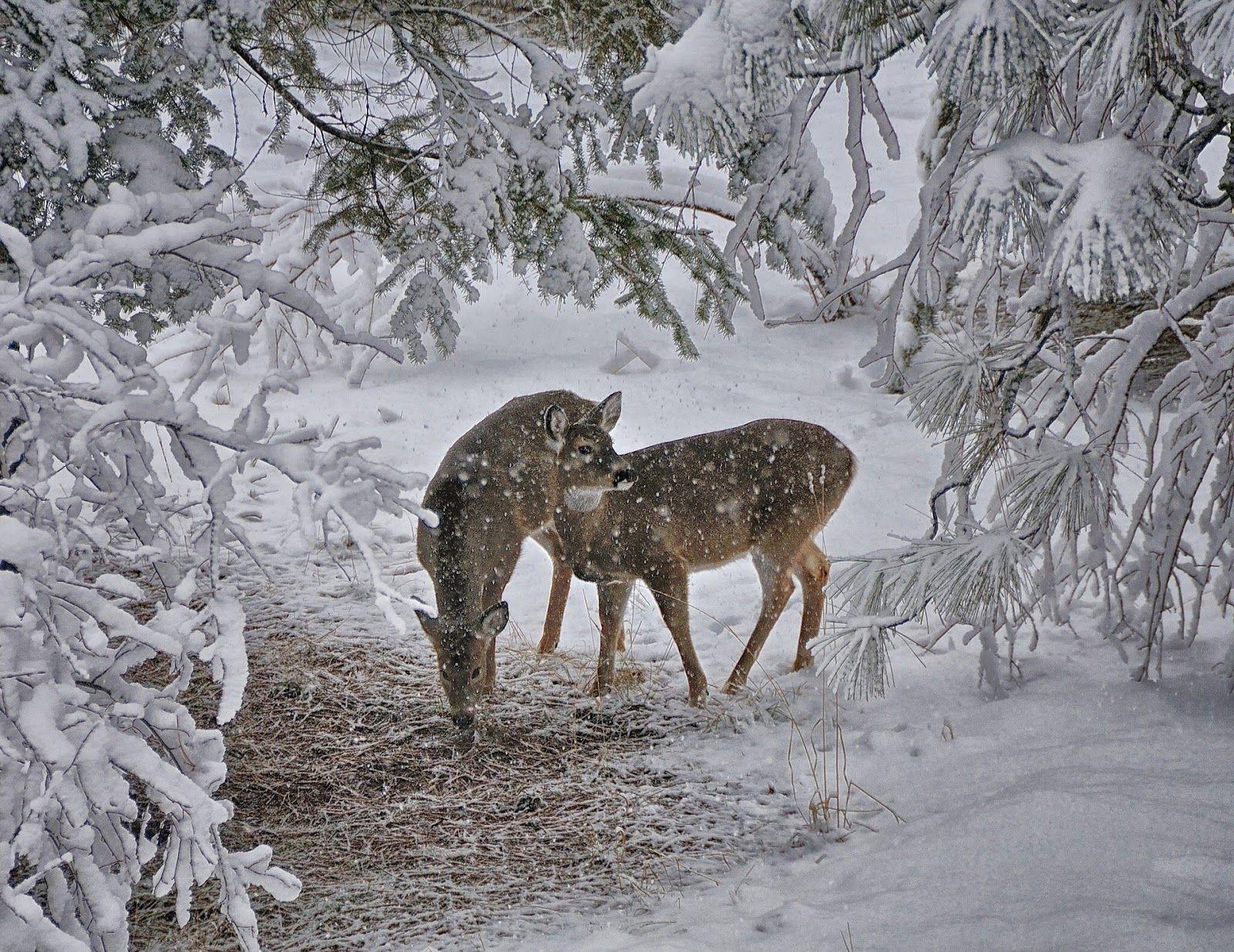 1600x1235 Image result for winter scenes with canadian deer. Deer wallpaper, Animals, Deer