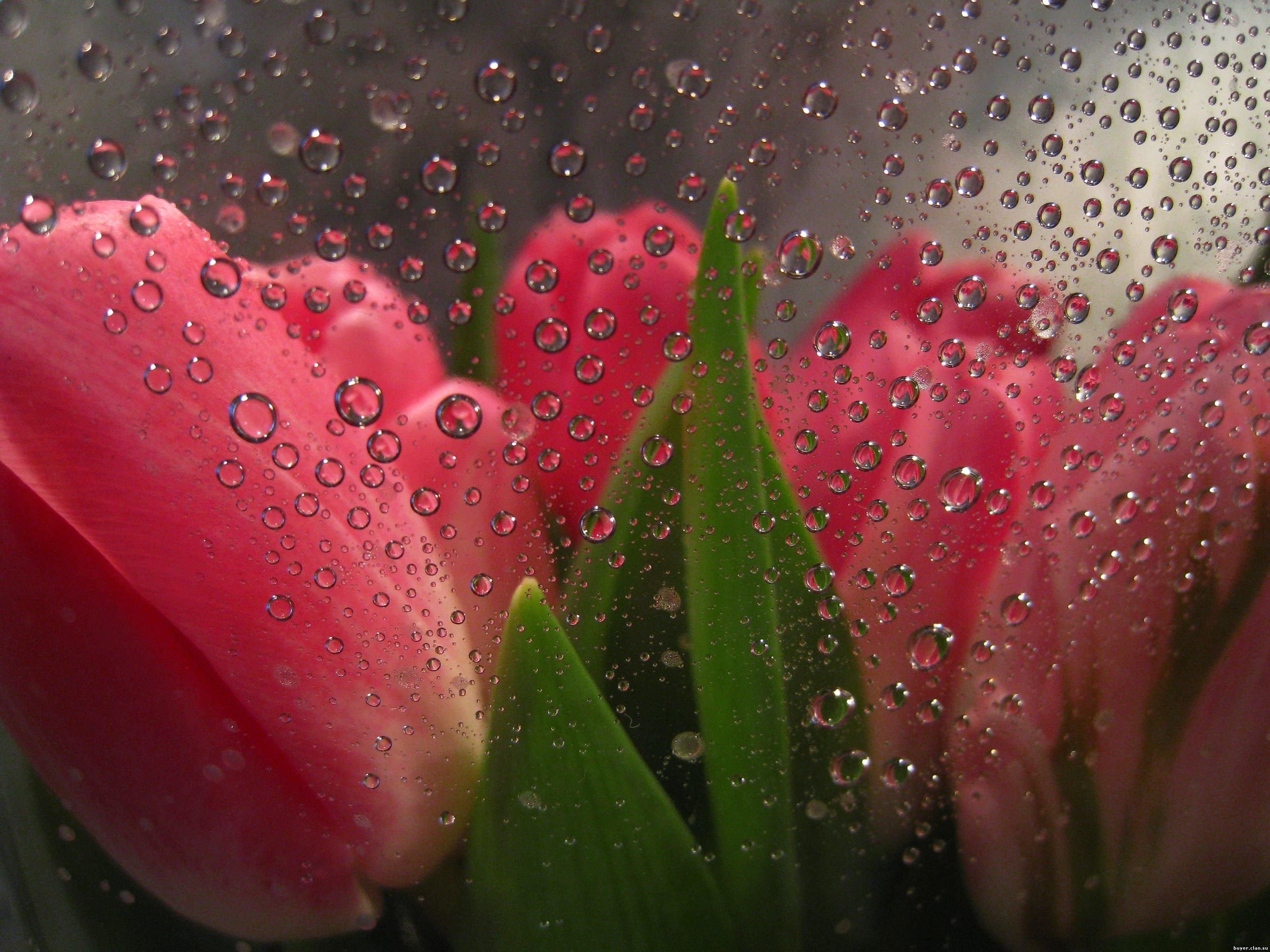 3260x2445 Download Flowers Behind Glass wallpaper for mobile phone, free Flowers Behind Glass HD picture