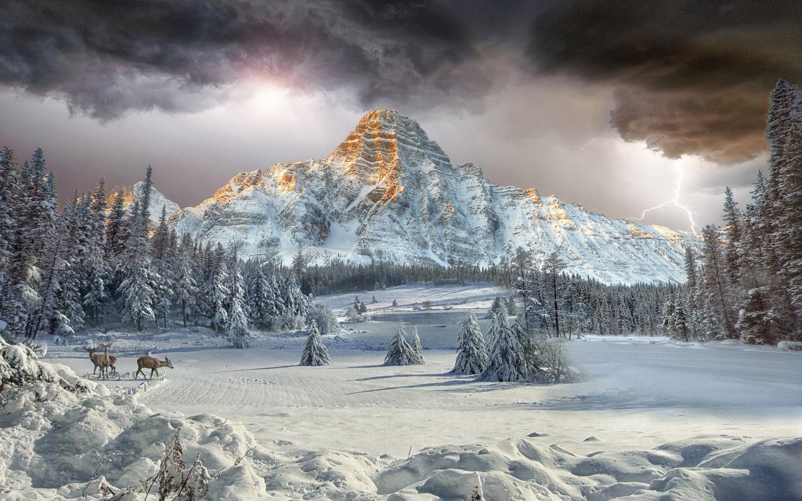 2560x1600 mount, Chephren, Canadian, Rockies, Vally, Winter, Landscape, Forest, Cloud, Mountain, Deer Wallpaper HD / Desktop and Mobile Background