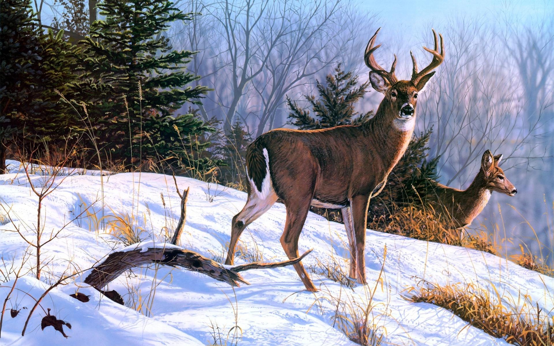 1920x1200 Forest Pretty Deer Snowy Slope wallpaper. Forest Pretty Deer Snowy Slope