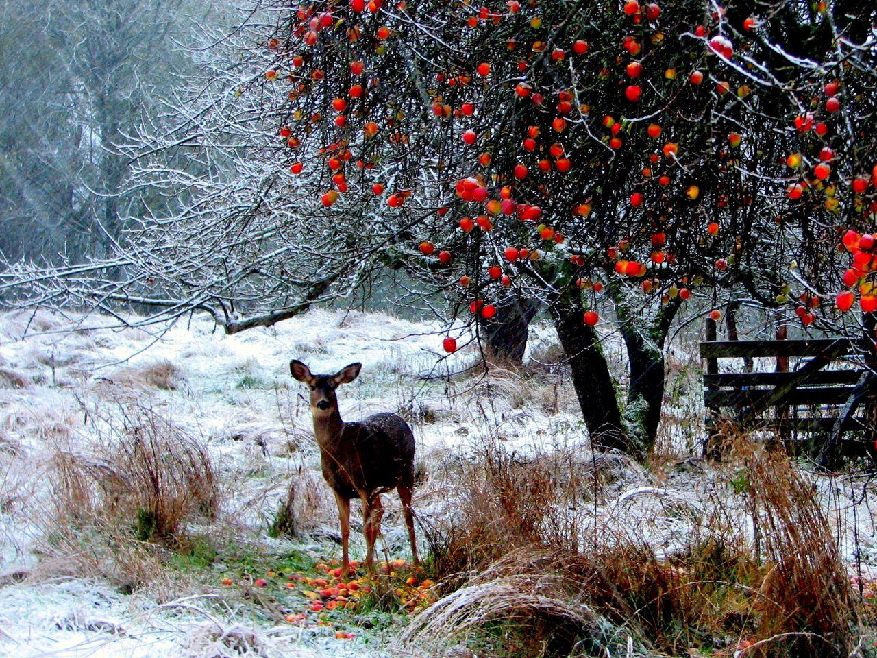 1280x960 Download wallpaper 1280x960 deer, winter, snow, walk, forest, trees standard 4:3 HD background