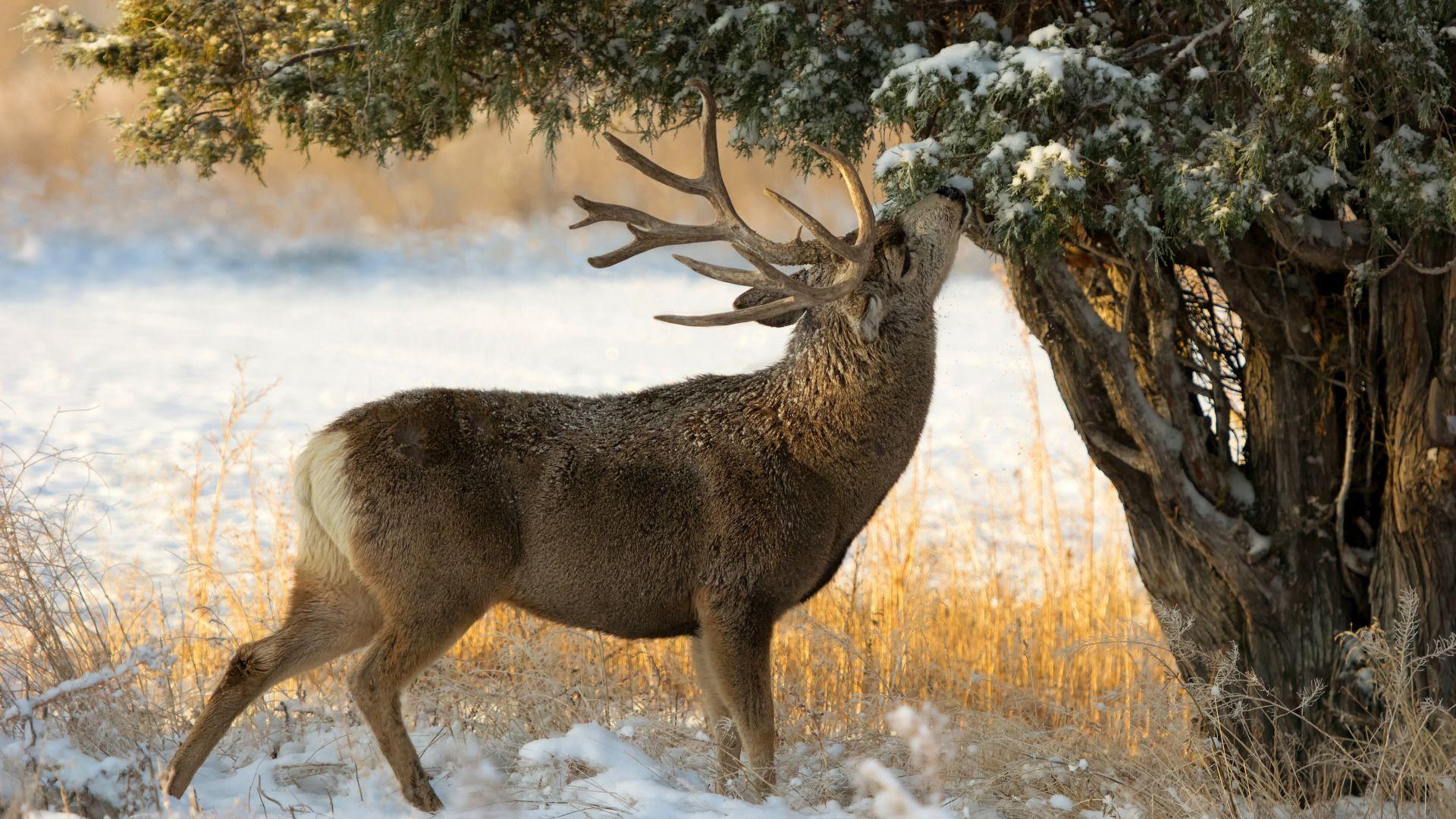 1920x1080 Deer in the Winter Forest Wallpaper