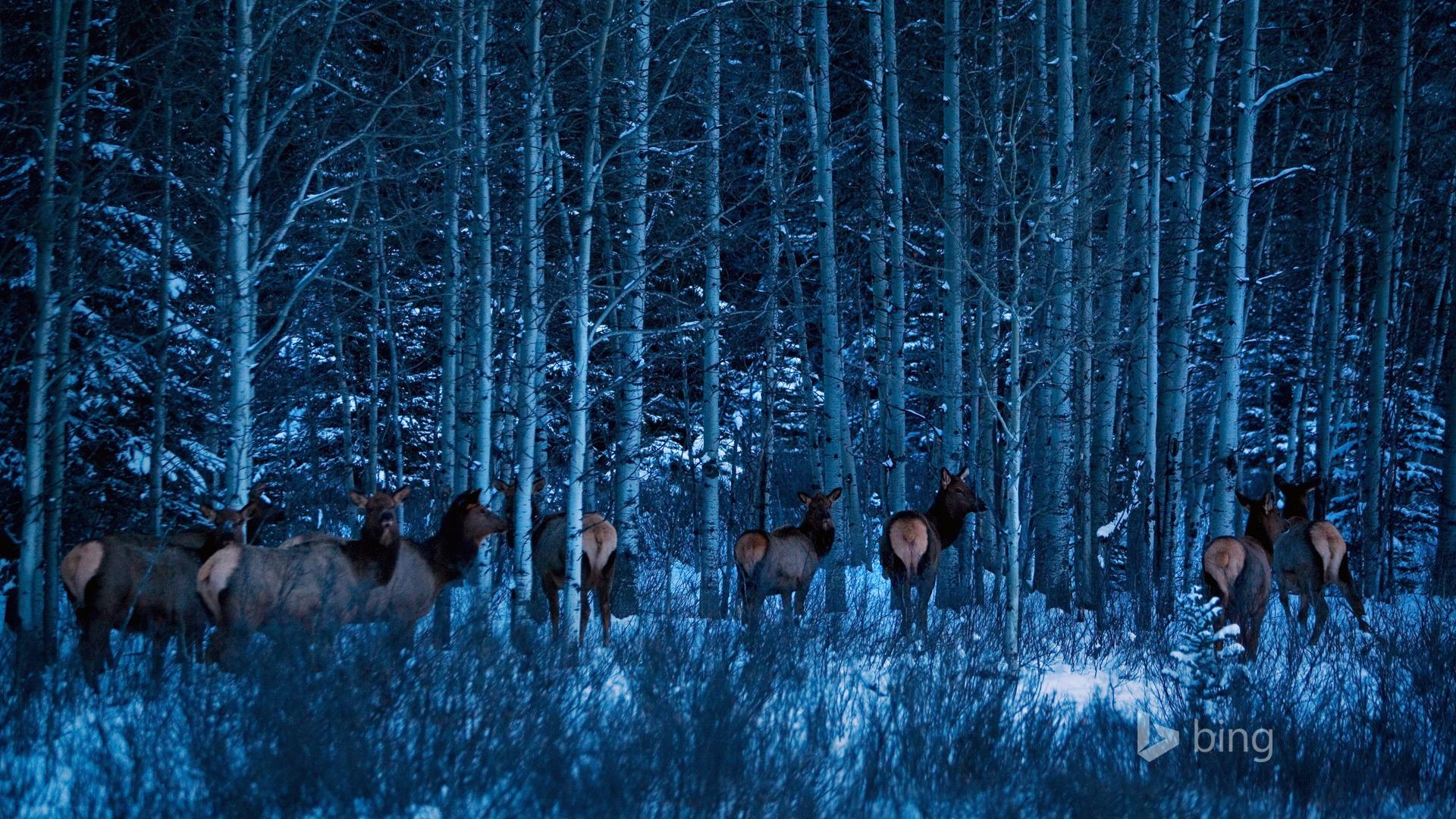 1920x1080 Deer winter forest