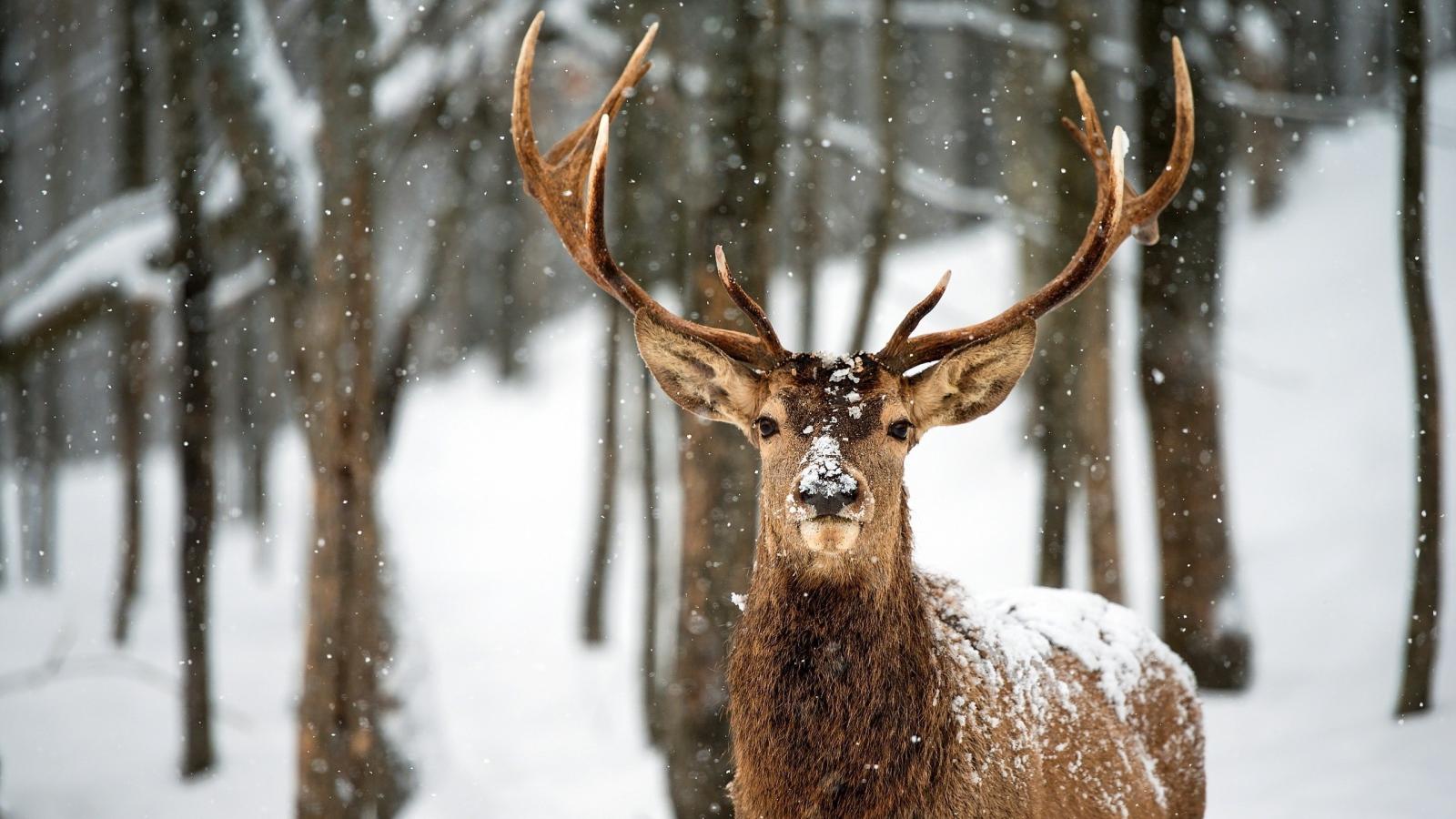 1600x900 Proud Deer in the winter forest Desktop wallpaper 1600x900