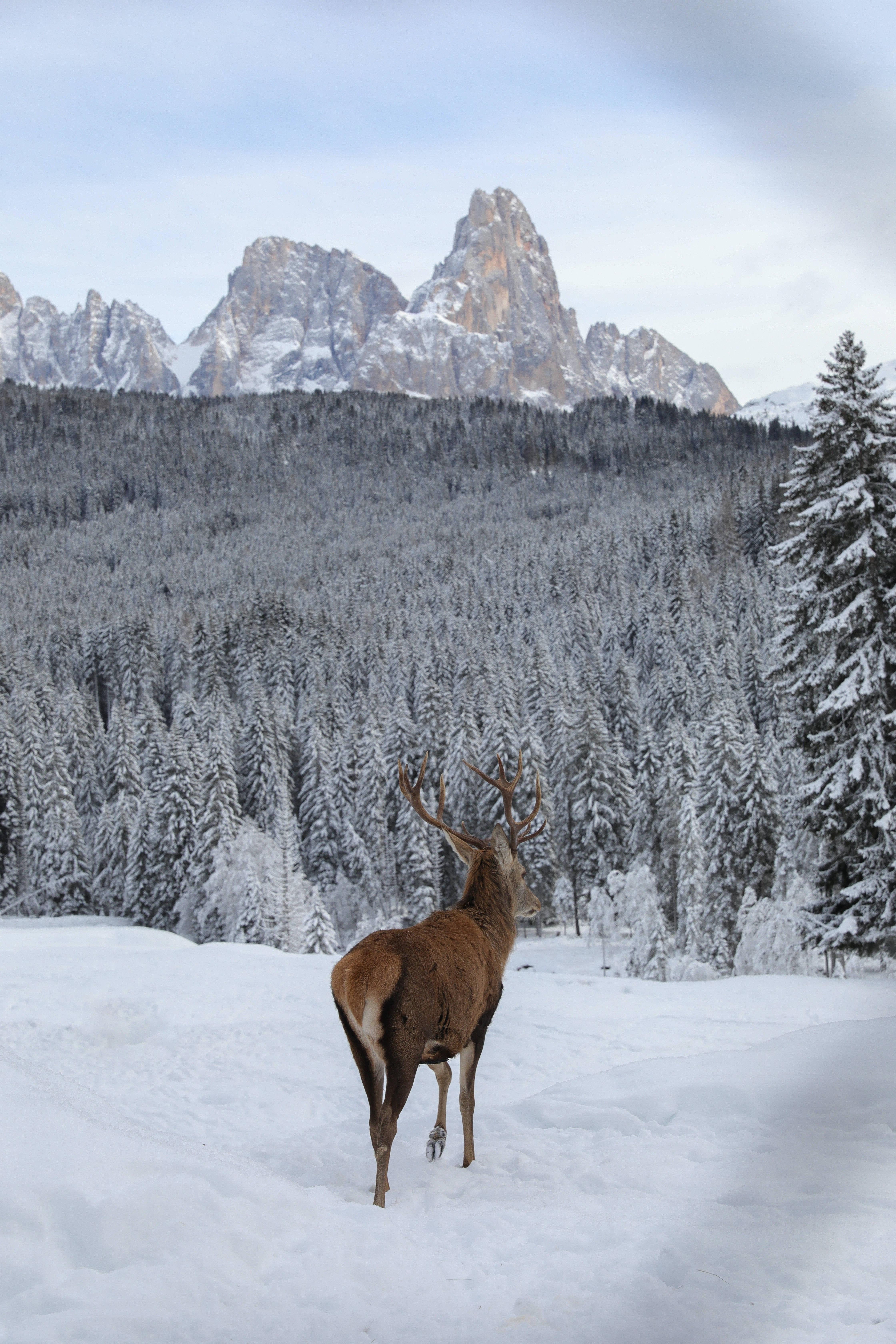 4480x6720 Download Big Buck Forest In Winter Wallpaper