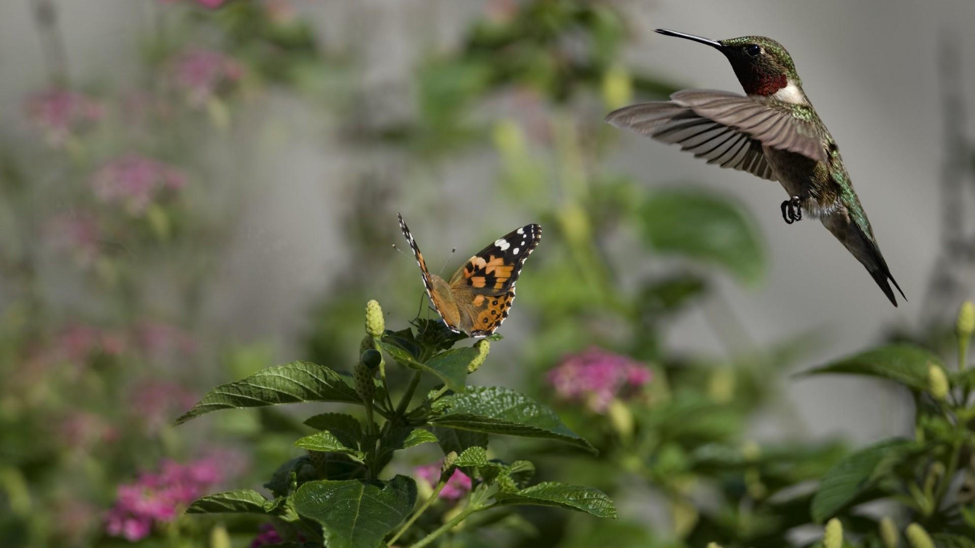 1920x1080 HD Hummingbird Flowers Butterfly Gallery HD Wallpaper