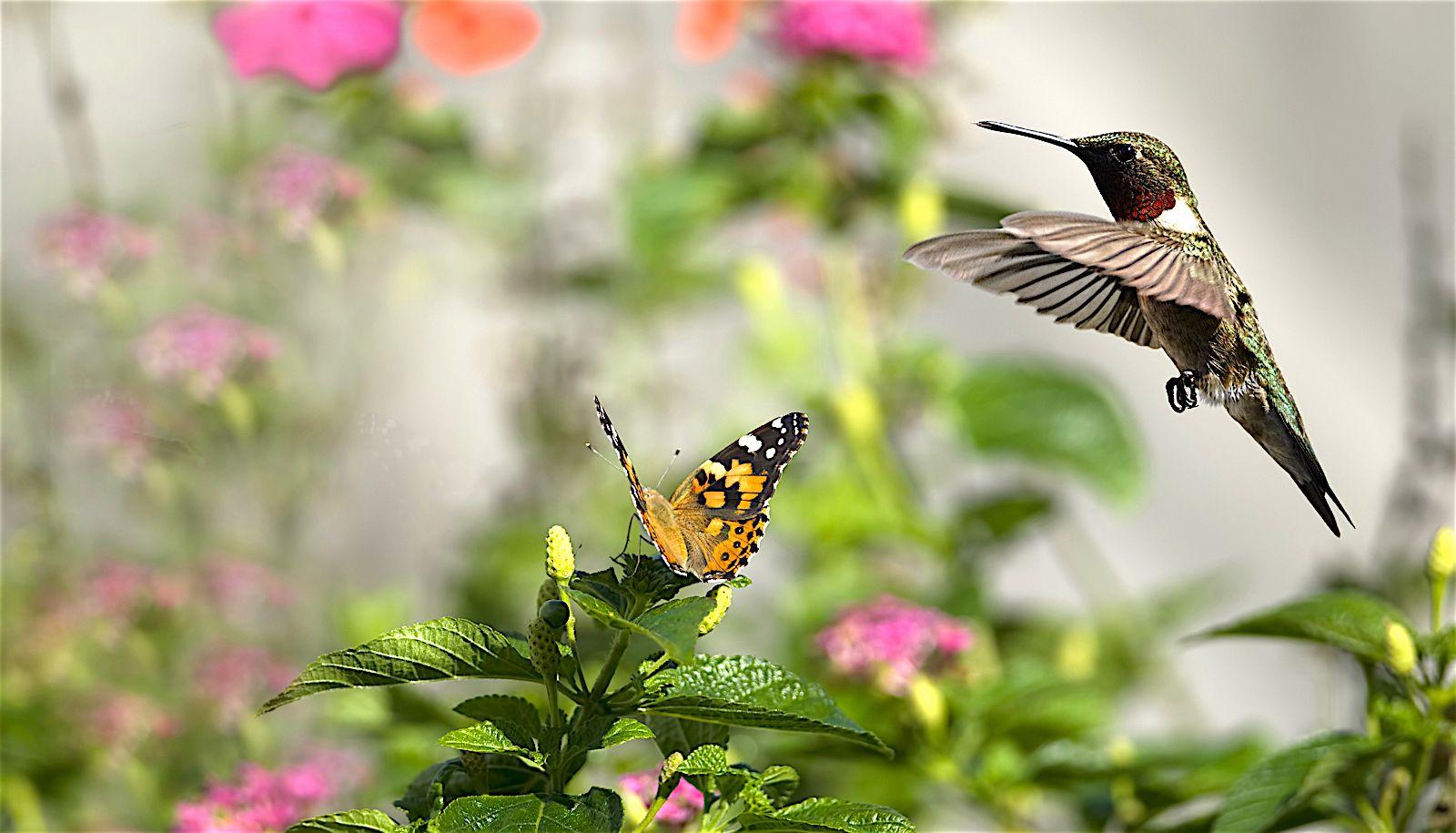1600x915 Butterfly and Hummingbird Garden. Shade tolerant plants, Hummingbird flowers, Hummingbird garden