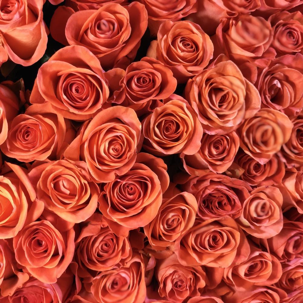 Coral Roses Wallpapers - Top Free Coral Roses Backgrounds - WallpaperAccess