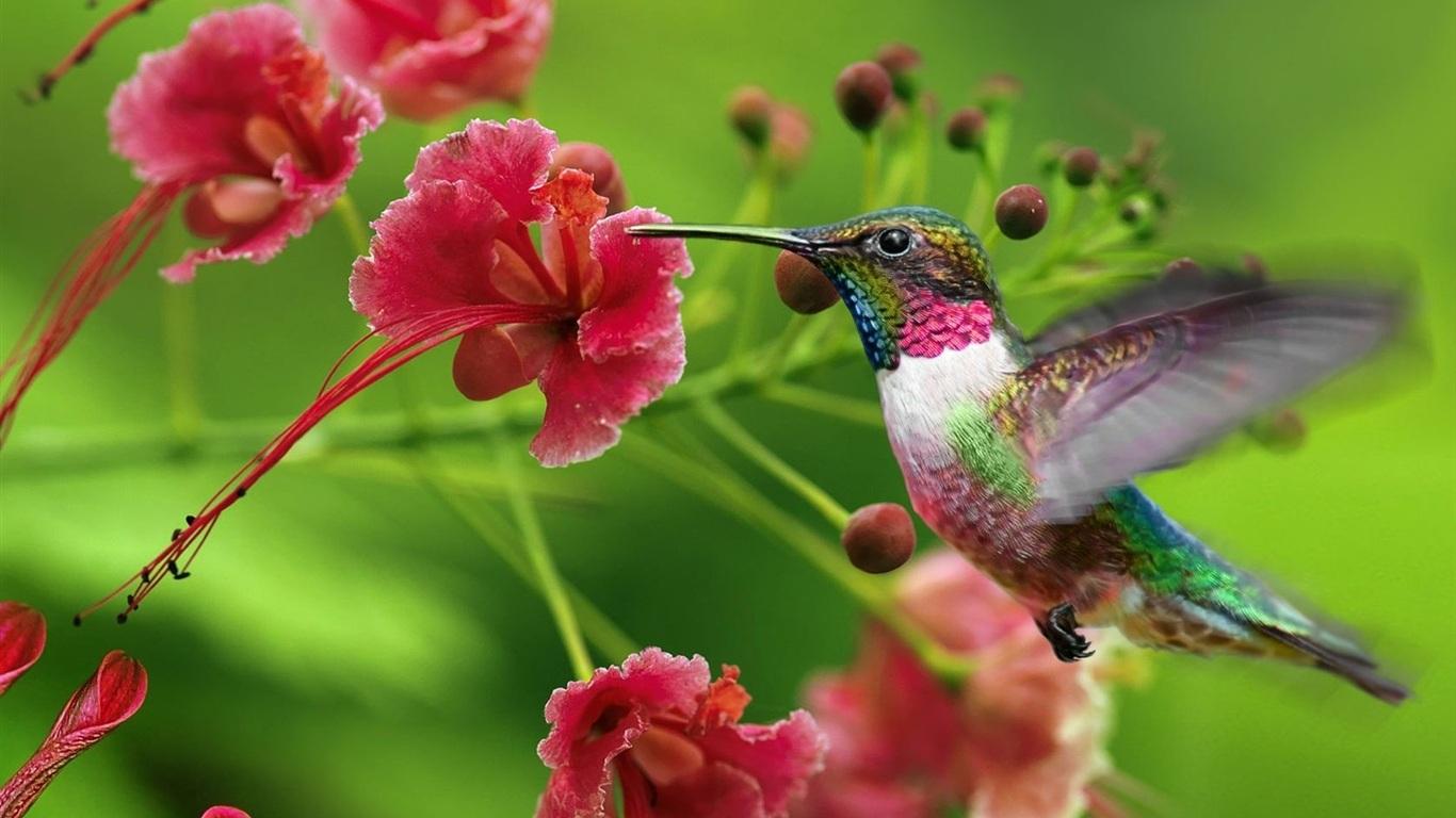 1366x768 Butterflies and Hummingbirds in Your Garden. Surf'n Beach Scene Magazine