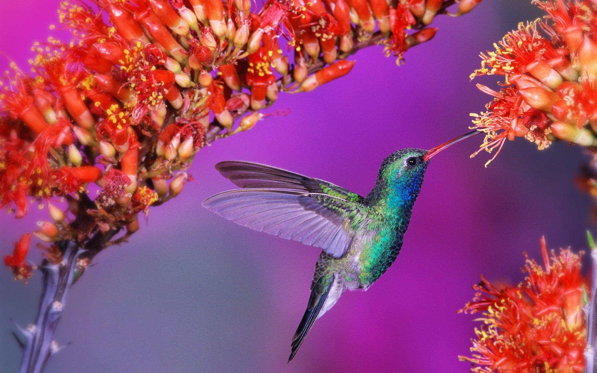 1920x1200 Free Hummingbird Wallpaper and Screensaver