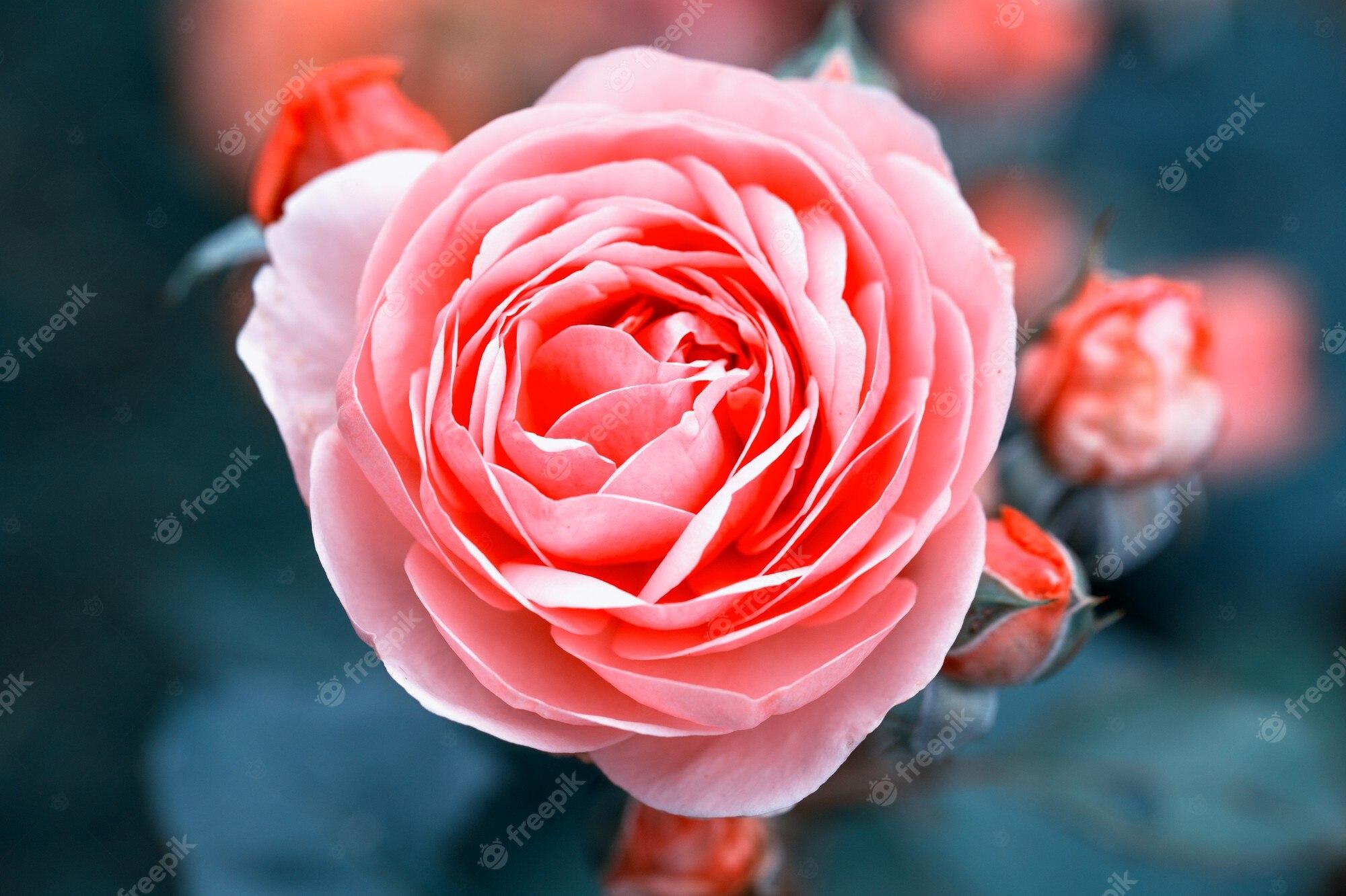 Coral Roses Wallpapers - Top Free Coral Roses Backgrounds - WallpaperAccess