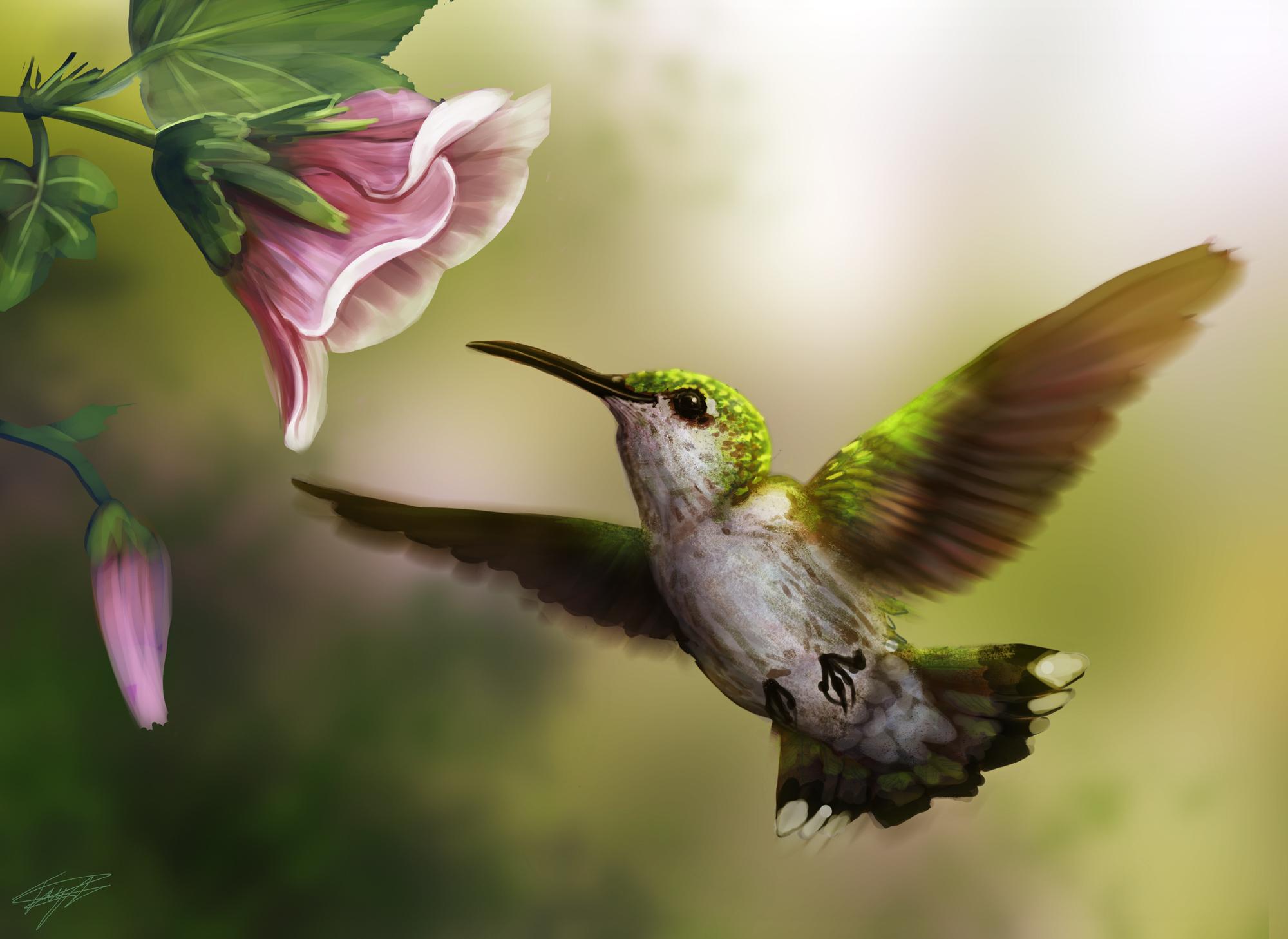 2000x1458 Hummingbird HD Wallpaper and Background