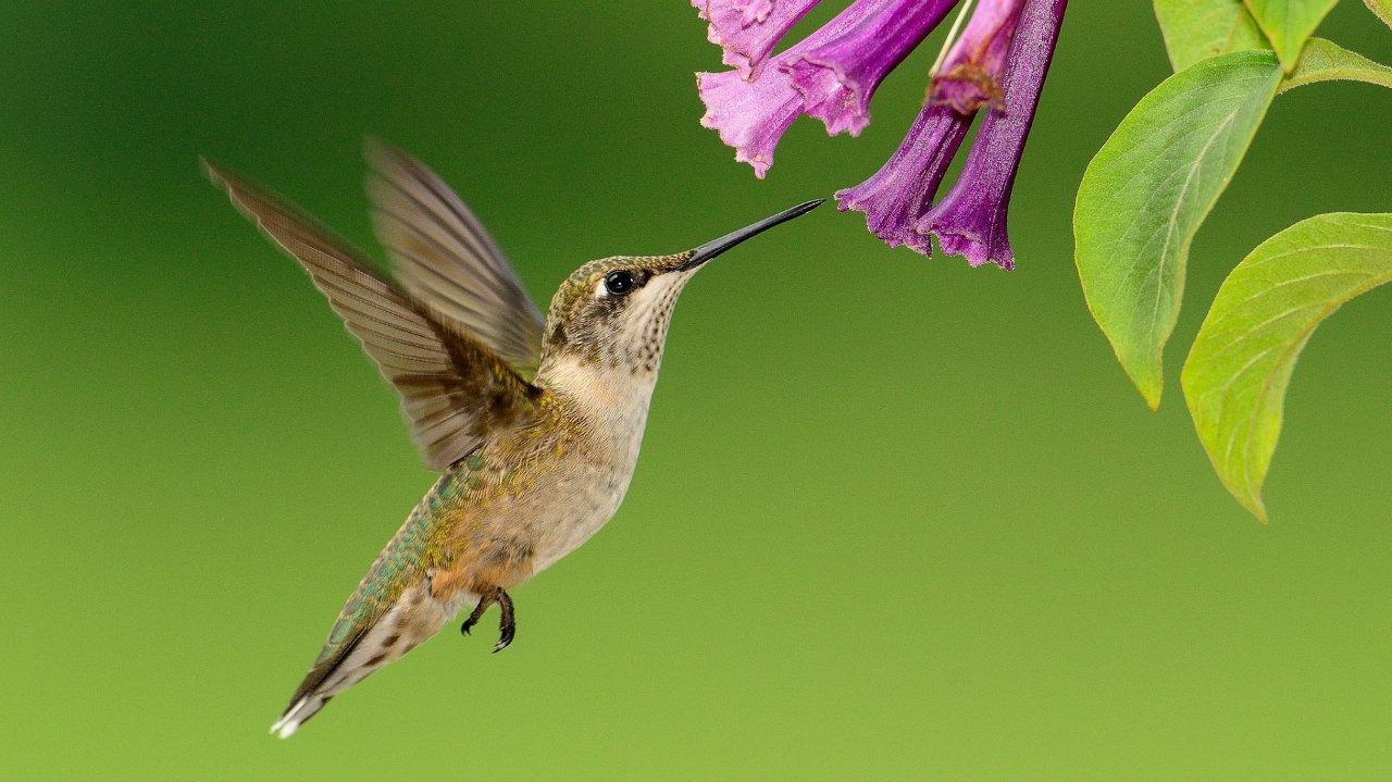 1280x719 Excellent Butterfly Plants that Hummingbirds Can't Resist