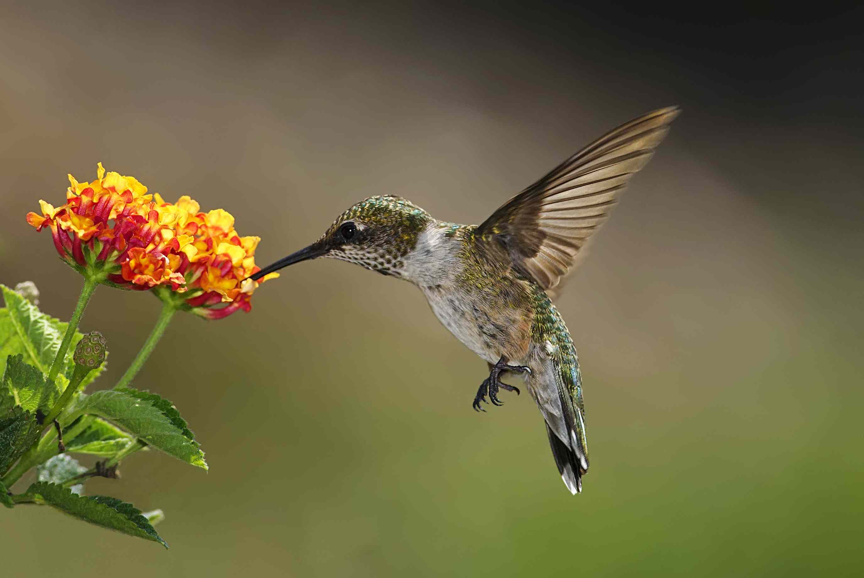 2750x1841 Best Plants to Attract Hummingbirds to Your Yard