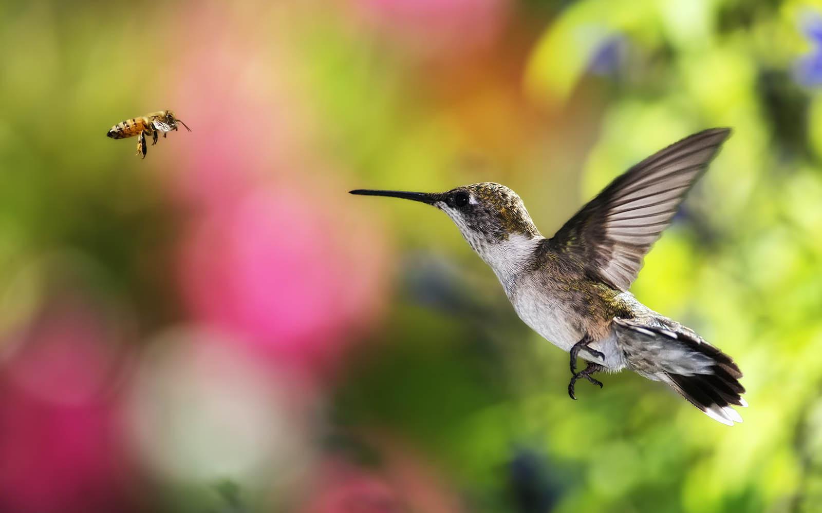 1600x1000 Wallpaper Hummingbirds