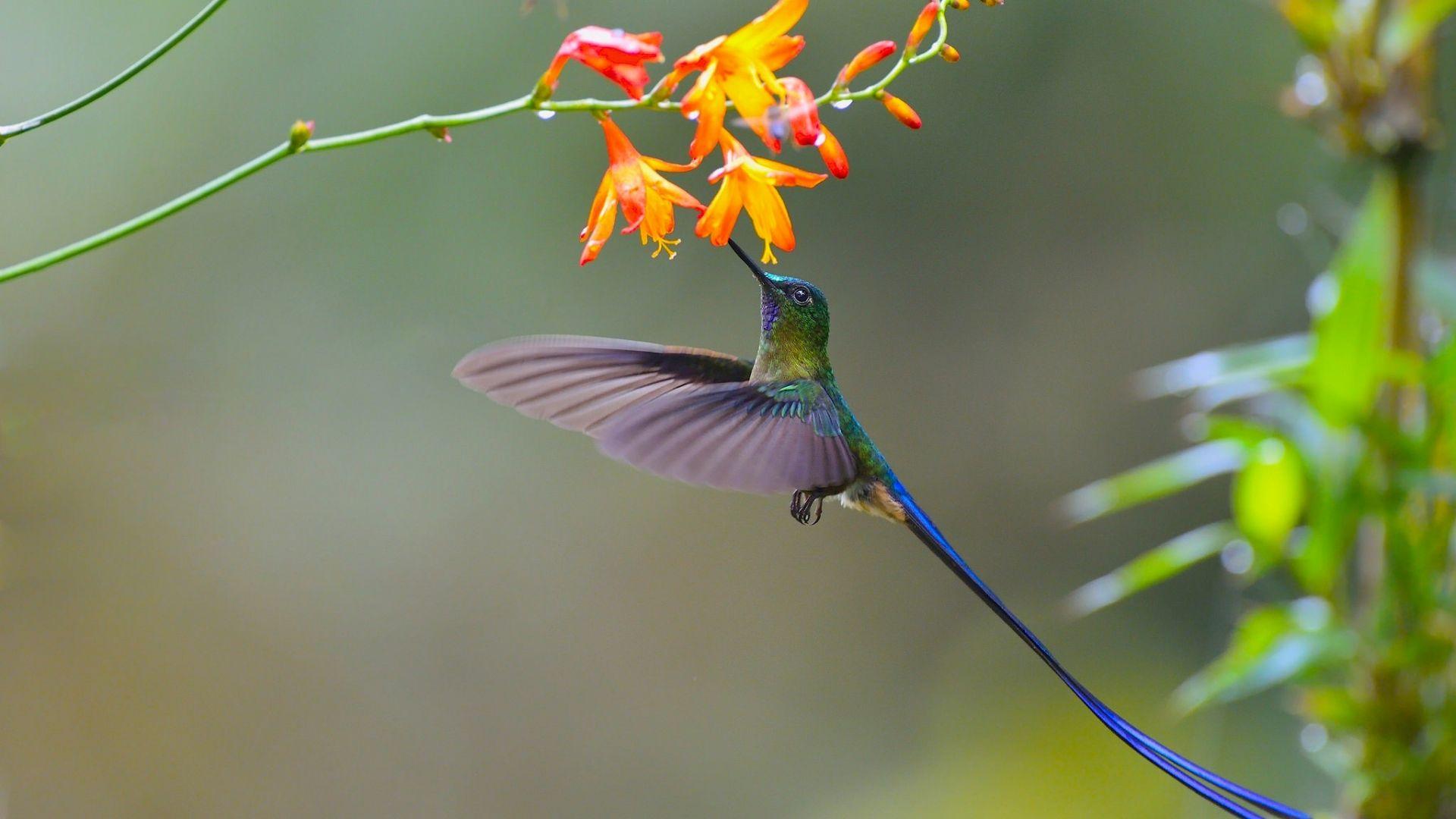 1920x1080 Desktop Wallpaper Cute Small Bird, Colorful, Hummingbird, Fly, Flowers, HD Image, Picture, Background, Qwwrbq