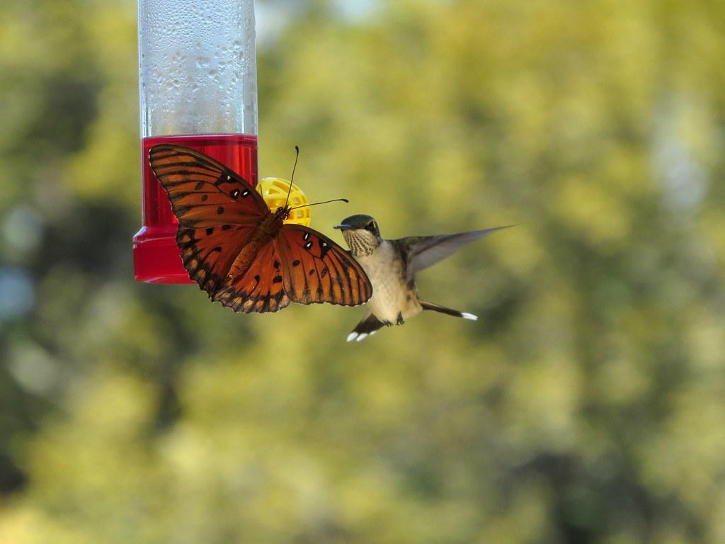 Hummingbirds and Butterflies Wallpapers Top Free Hummingbirds and
