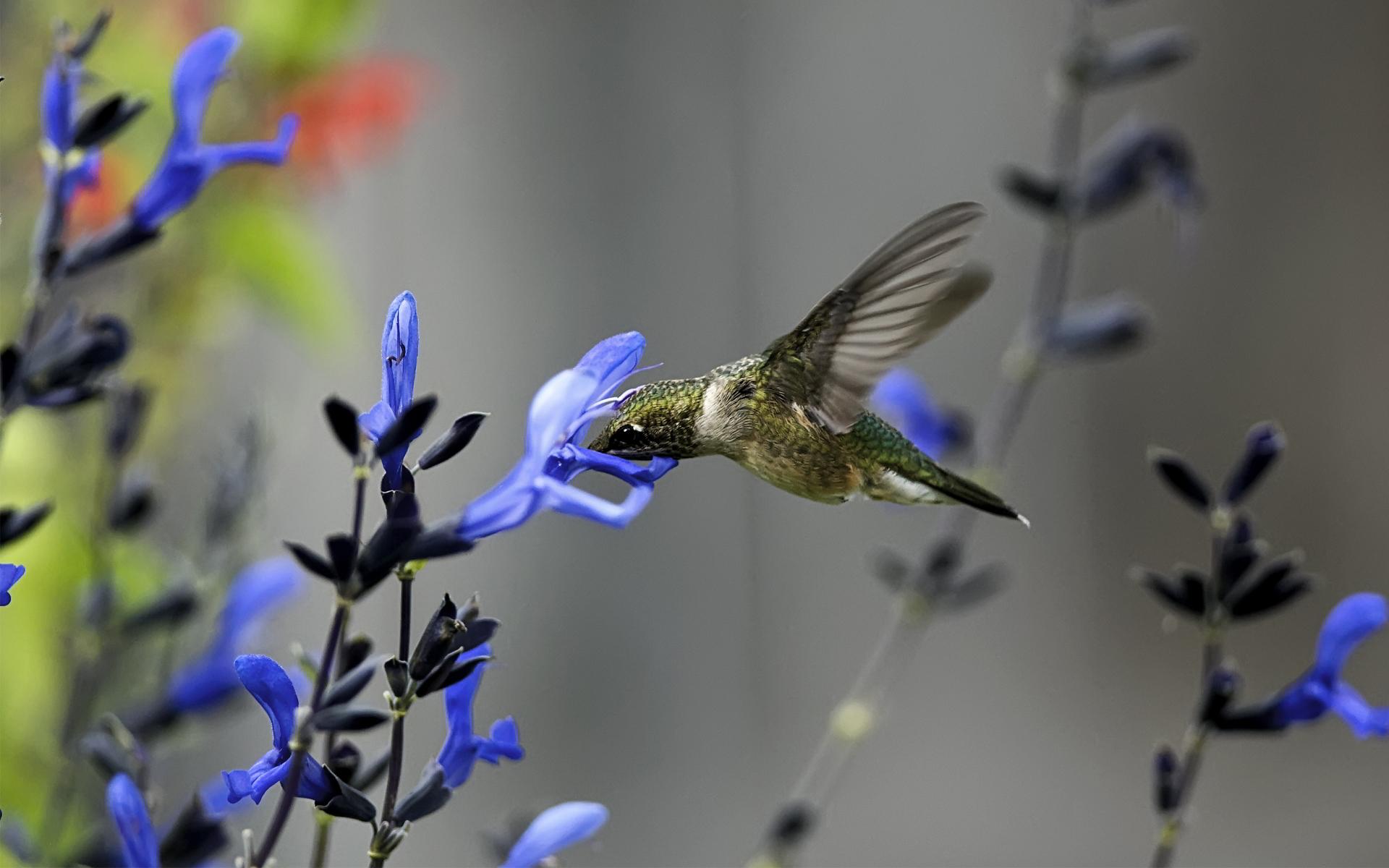 1920x1200 Hummingbird flower