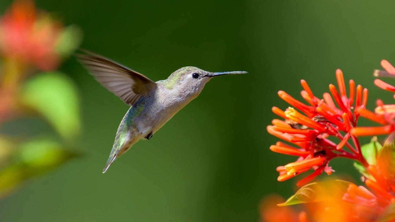 1366x768 Zone 9 Hummingbird Plants: How To Attract Hummingbirds In Zone 9 Gardens
