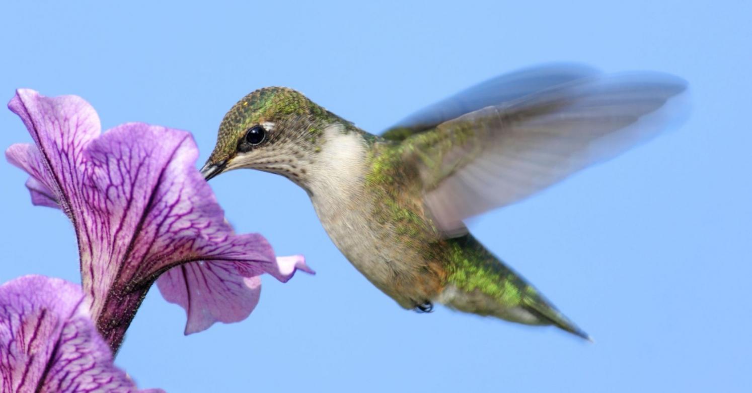 Hummingbirds and Butterflies Wallpapers - Top Free Hummingbirds and ...