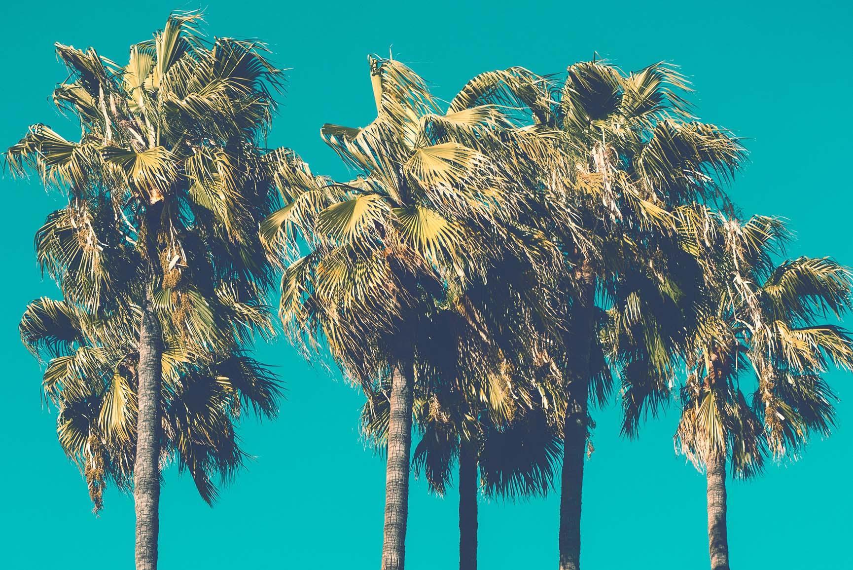 4K Palm Trees Art Wallpapers - Top Free 4K Palm Trees Art Backgrounds ...
