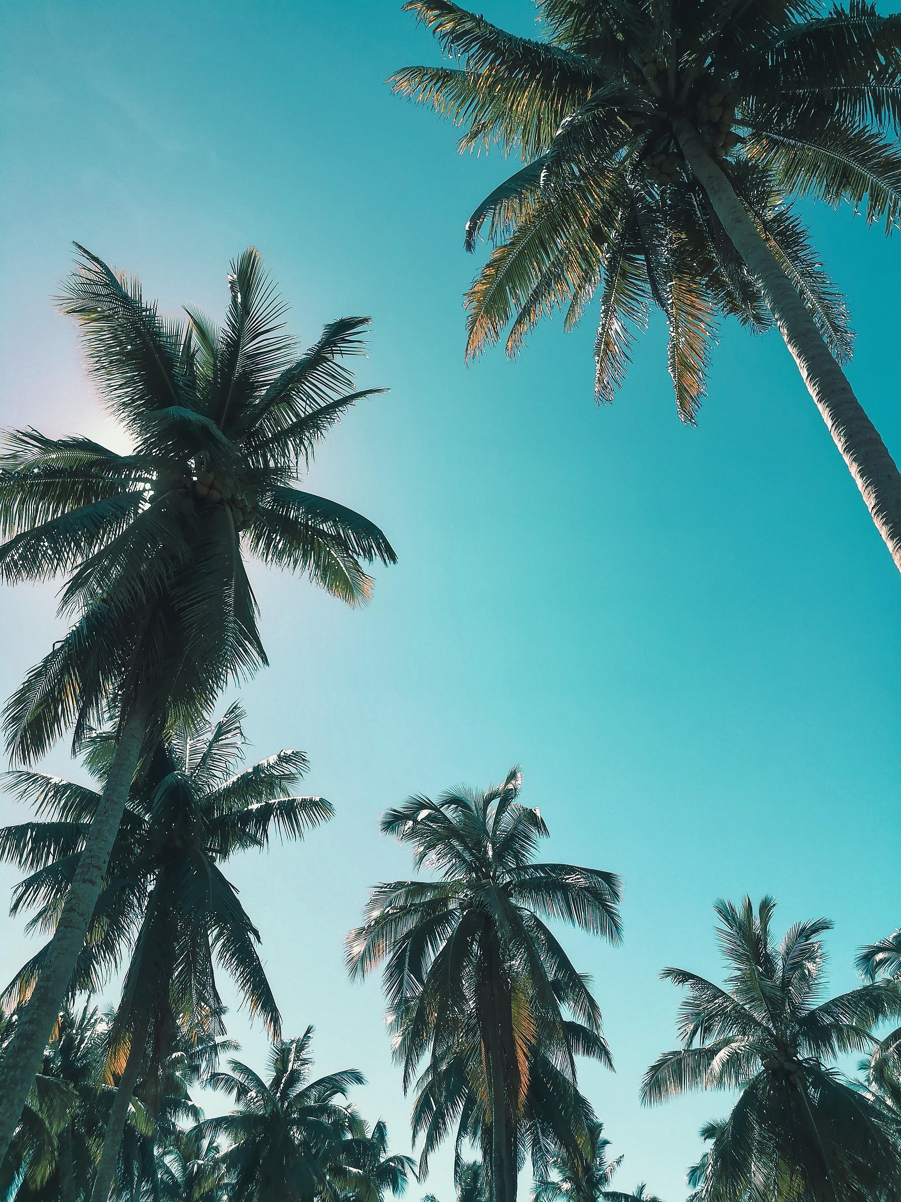 2976x3968 Palm Trees Photo, Download The BEST Free Palm Trees & HD Image