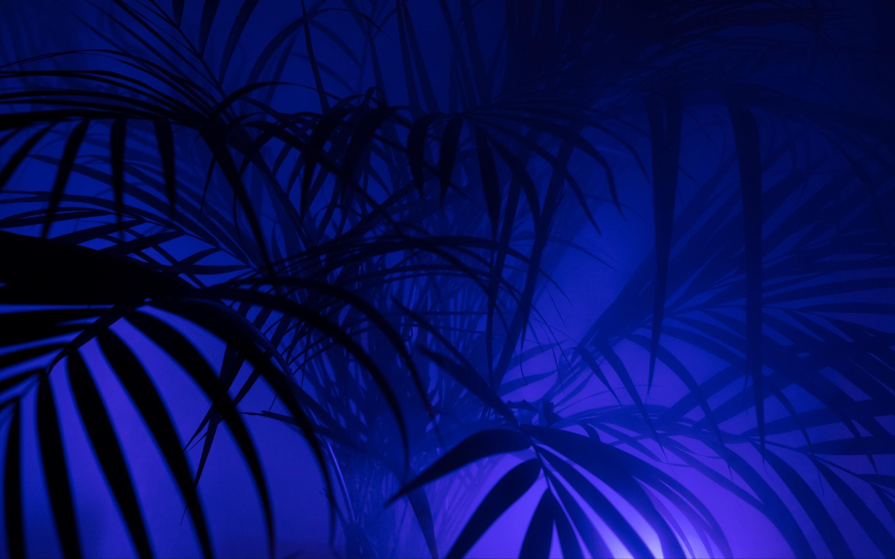 2880x1800 Wallpaper 4k palm tree, silhouettes, leaves, branches 4k Wallpaper