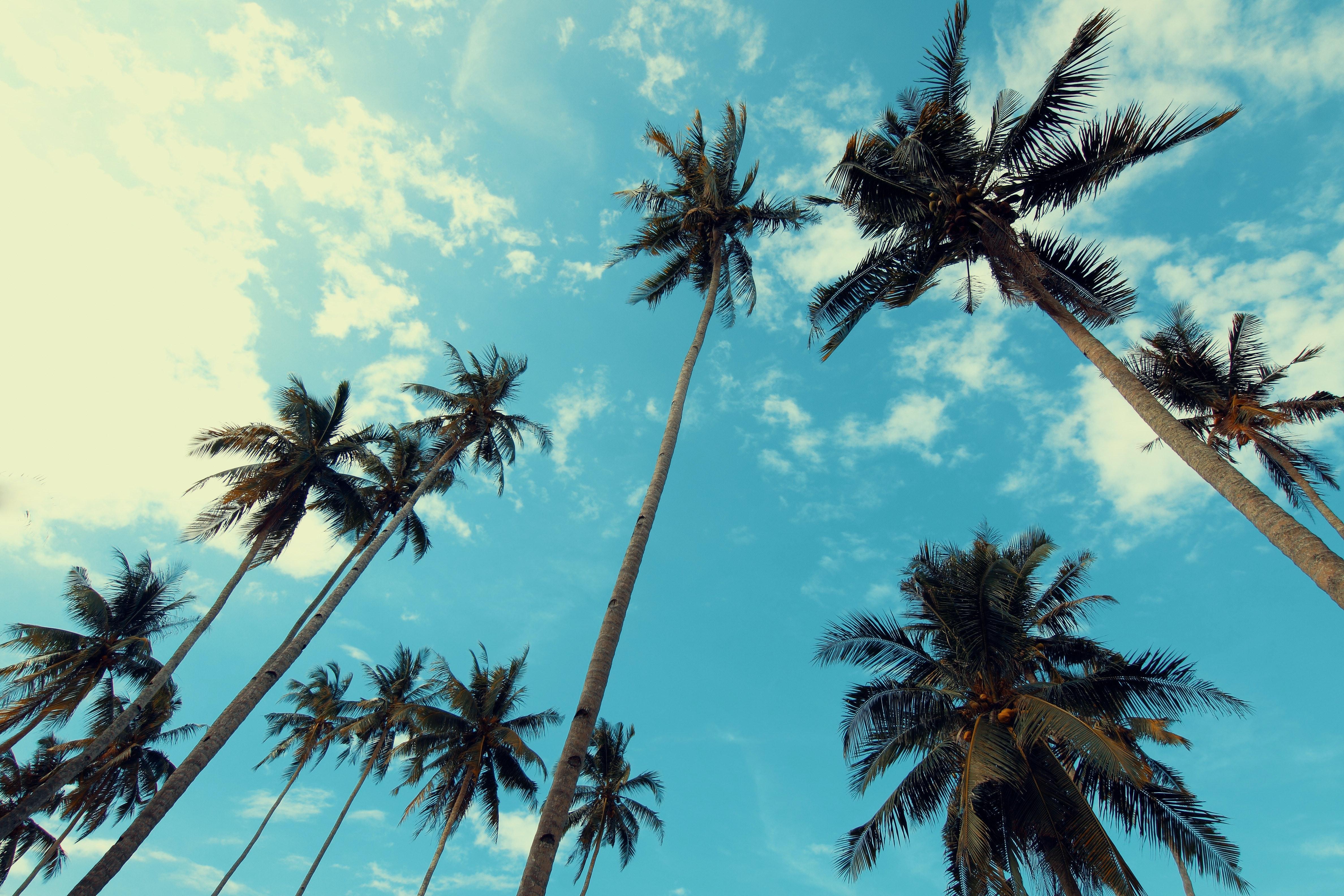 4752x3168 Palm Trees Photo, Download The BEST Free Palm Trees & HD Image