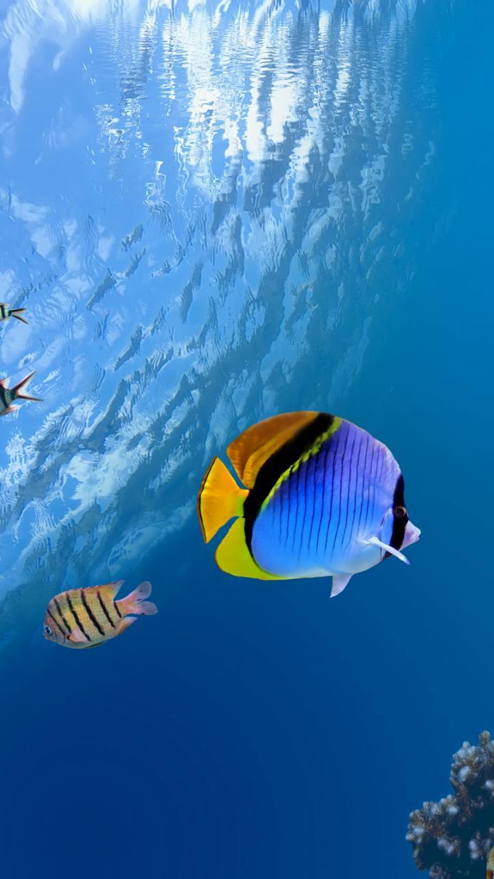 720x1280 Blue Black Yellow fish under water Pacific Ocean Wallpaper HD Mobile, Desktop Wallpaper